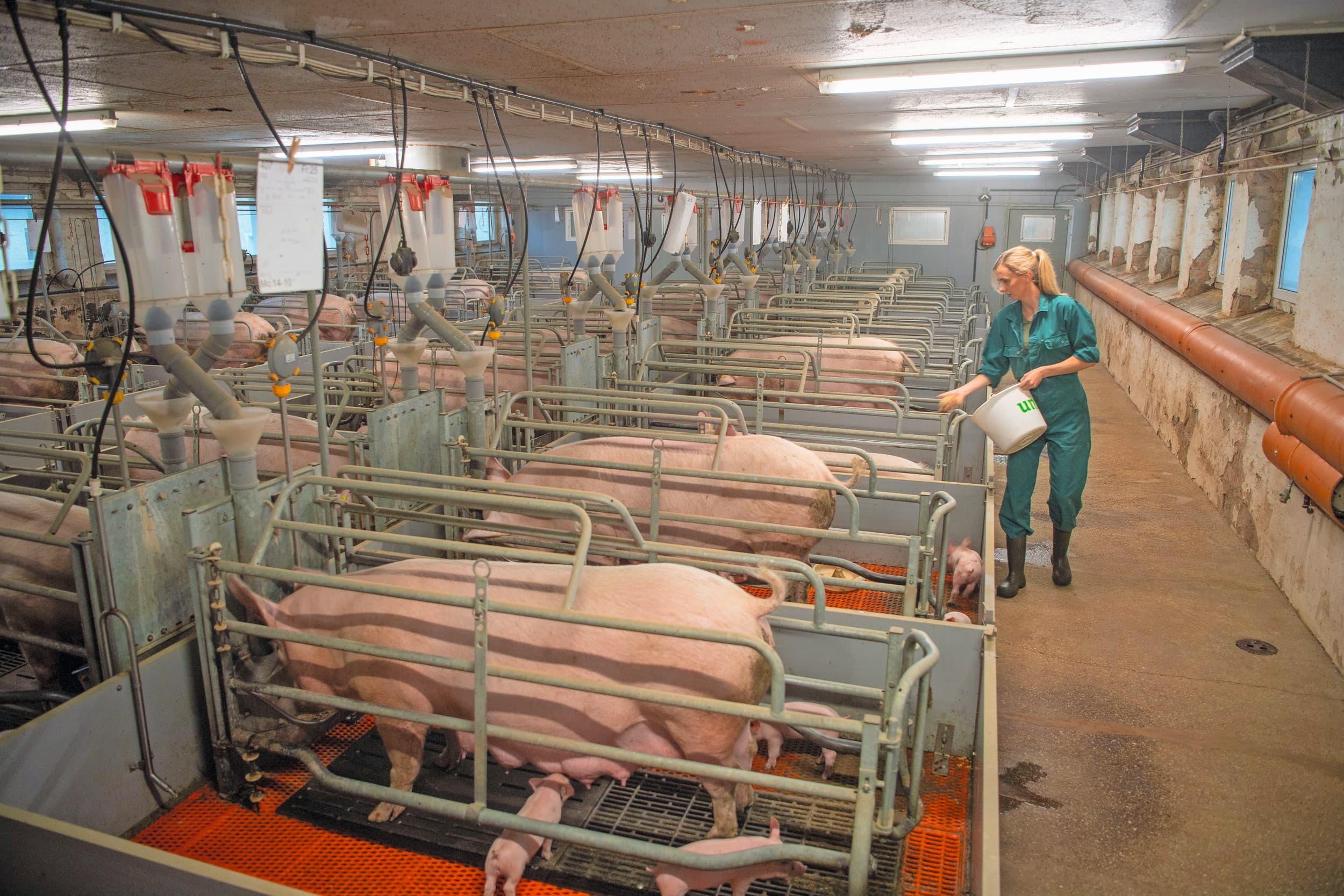 De verwachte verdiencapaciteit van zeugenhouderij is groter dan de vleesvarkenshouderij. Foto: Mark Pasveer