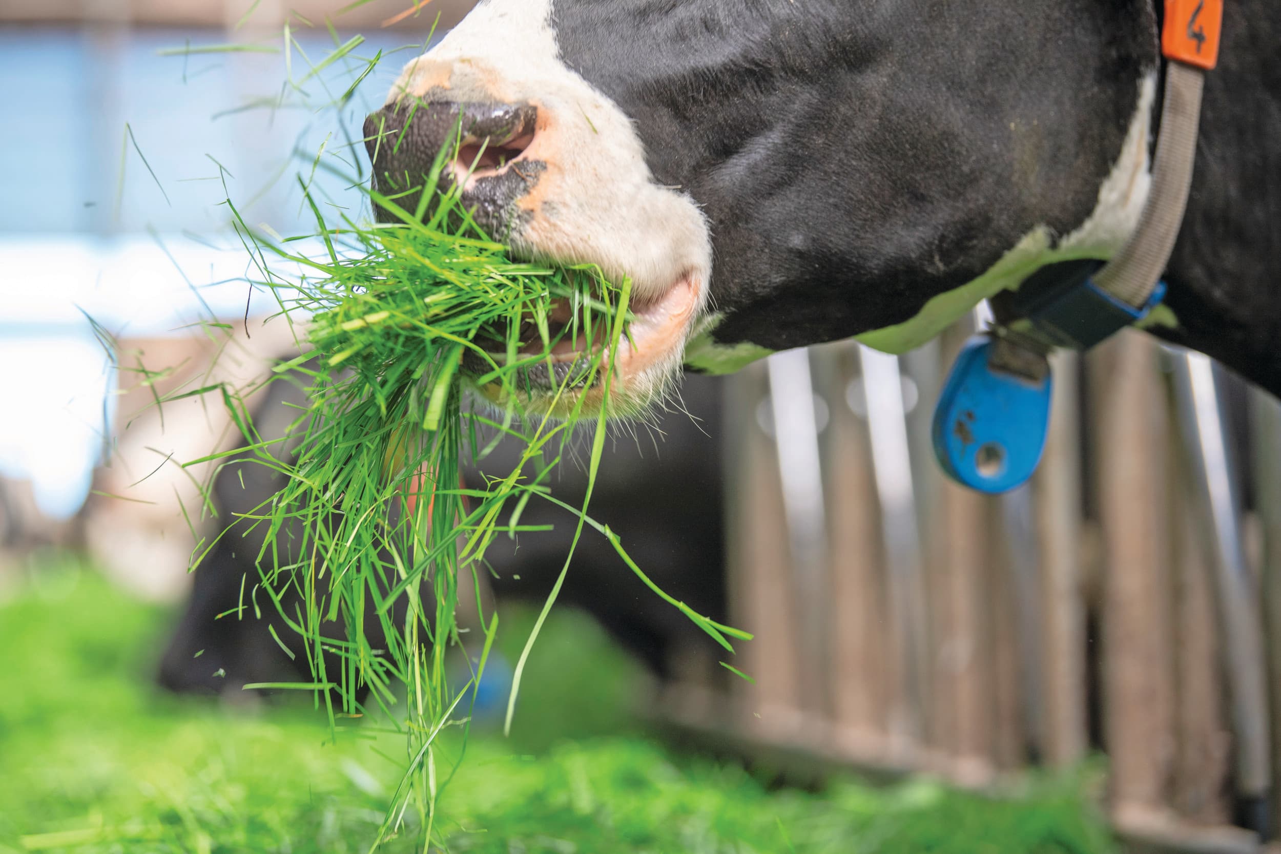 De emissiefactoren voor vers gras zijn in de KringloopWijzer bijgesteld. Dat geldt voor zowel vers gras dat opgenomen wordt via beweiding als vers gras dat op stal wordt verstrekt via zomerstalvoeren. Foto: Mark Pasveer