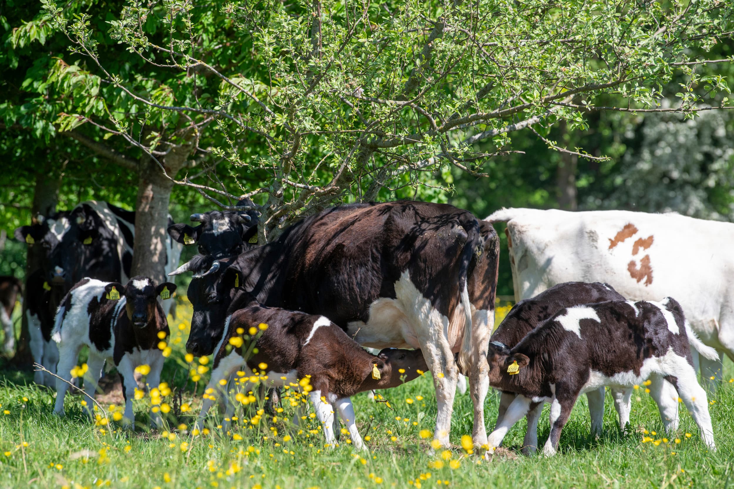 Boer zoek Vrouw-melkveehouder
