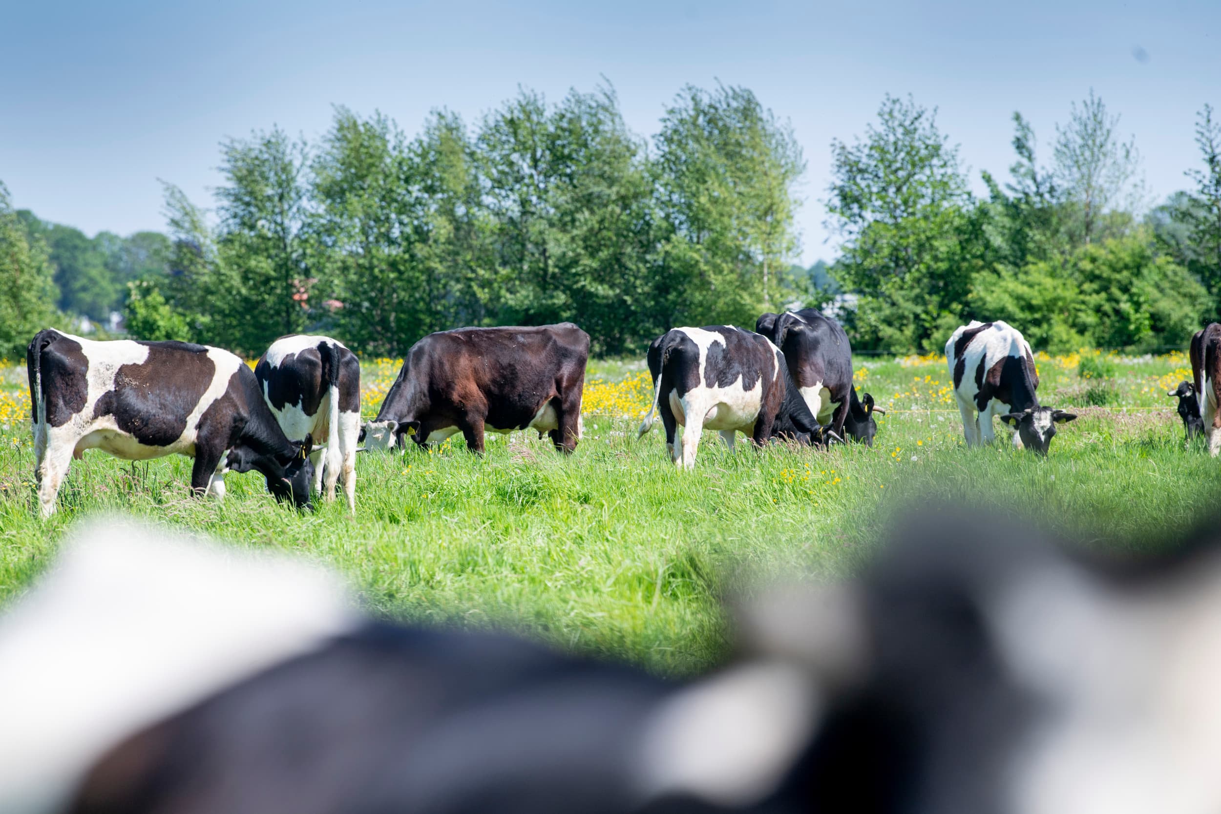 Melkveebedrijven met weidegang behalen ondanks lagere melkproductie per koe gemiddeld een hogere liquiditeitsmarge door lagere voerkosten en hogere toeslagen op de melkprijs. Foto: Mark Pasveer