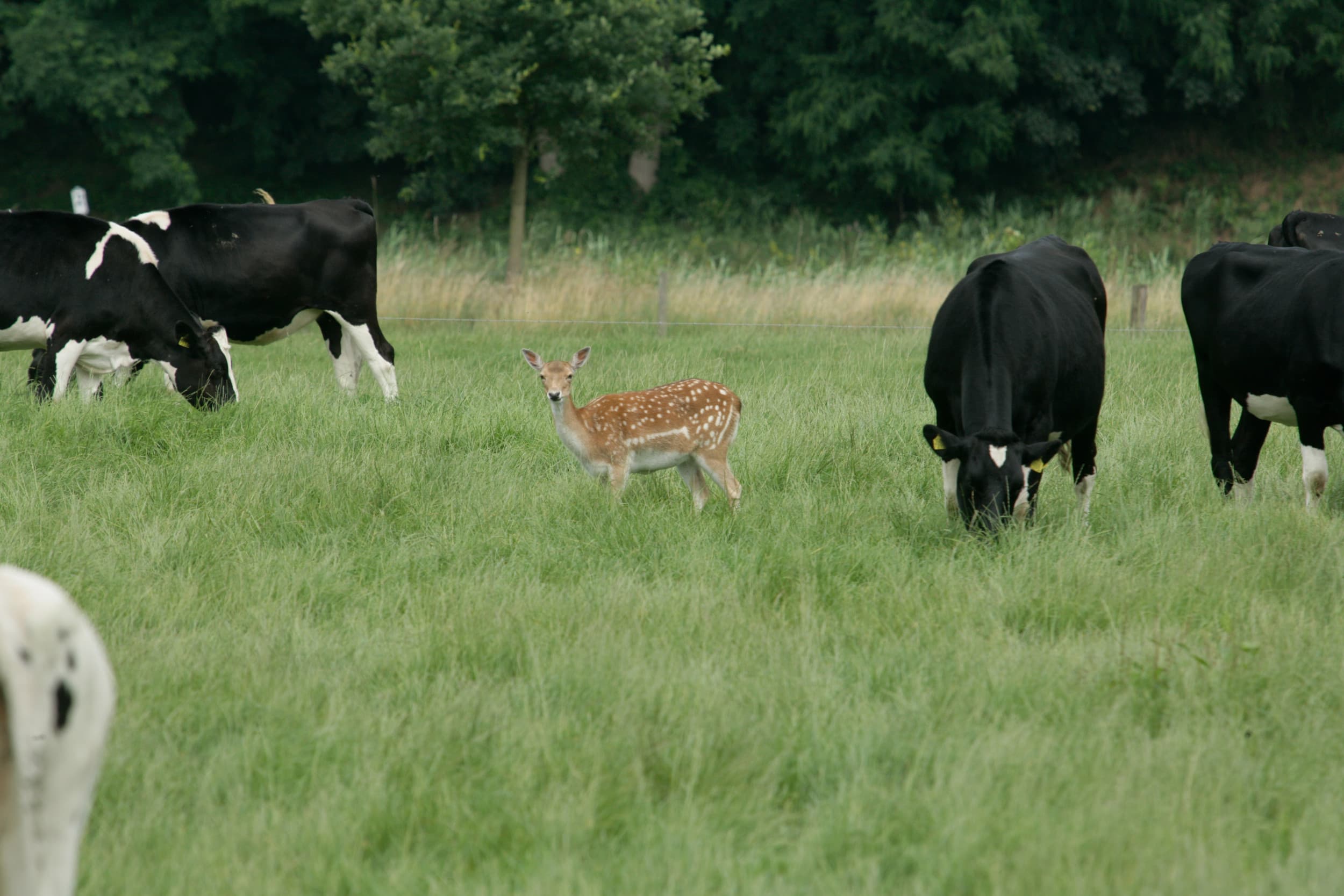 Een damhert tussen de koeien. Foto: Henk Riswick