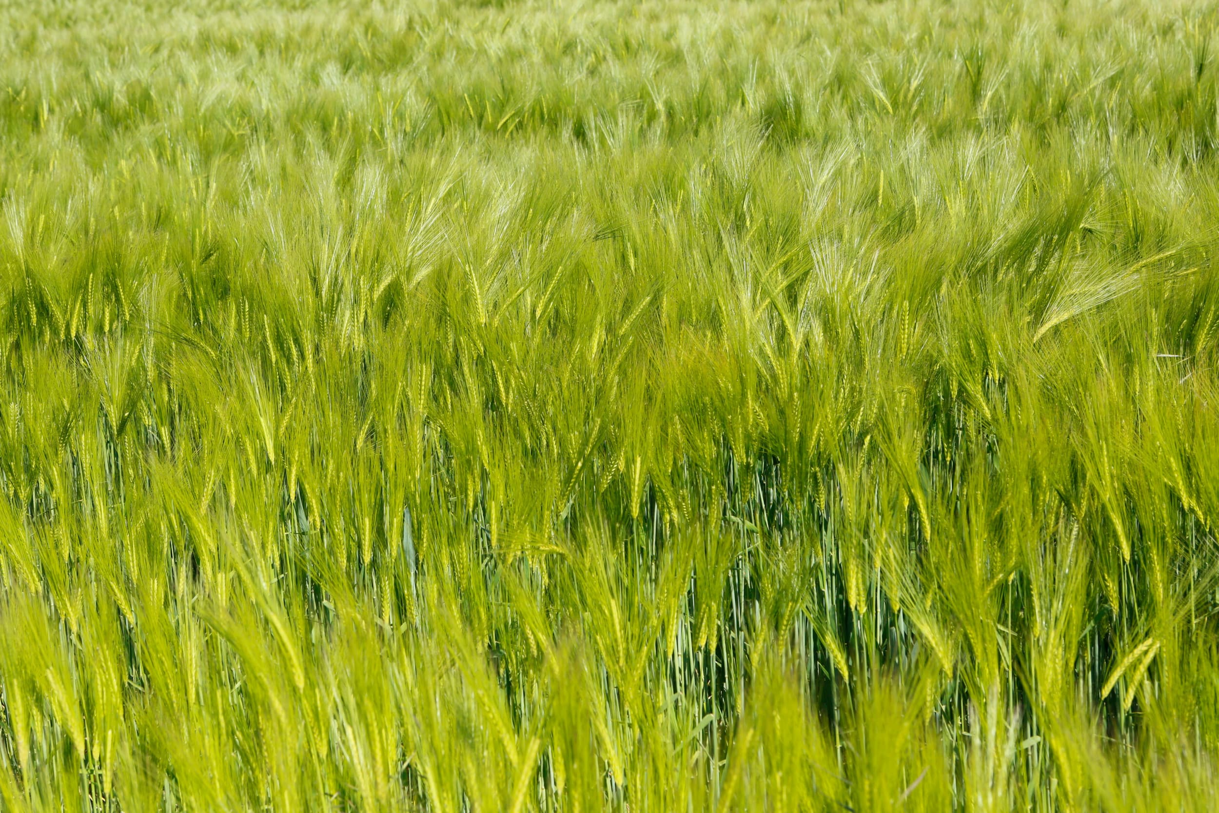 De opbrengstprognose voor wintertarwe in de EU blijft met 6,04 ton per hectare ongewijzigd, terwijl Nederland iets lager uitkomt op 8,63 ton per hectare. Foto: Henk Riswick