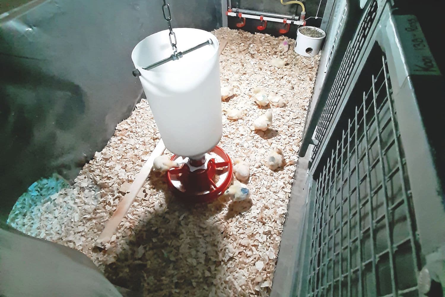 Vleeskuikens hebben afhankelijk van leeftijd en activiteit een duidelijke voorkeur voor lichtintensiteit en -kleur, wat pleit voor lichtsturing per functiegebied in de stal. Foto: Ingrid de Jong