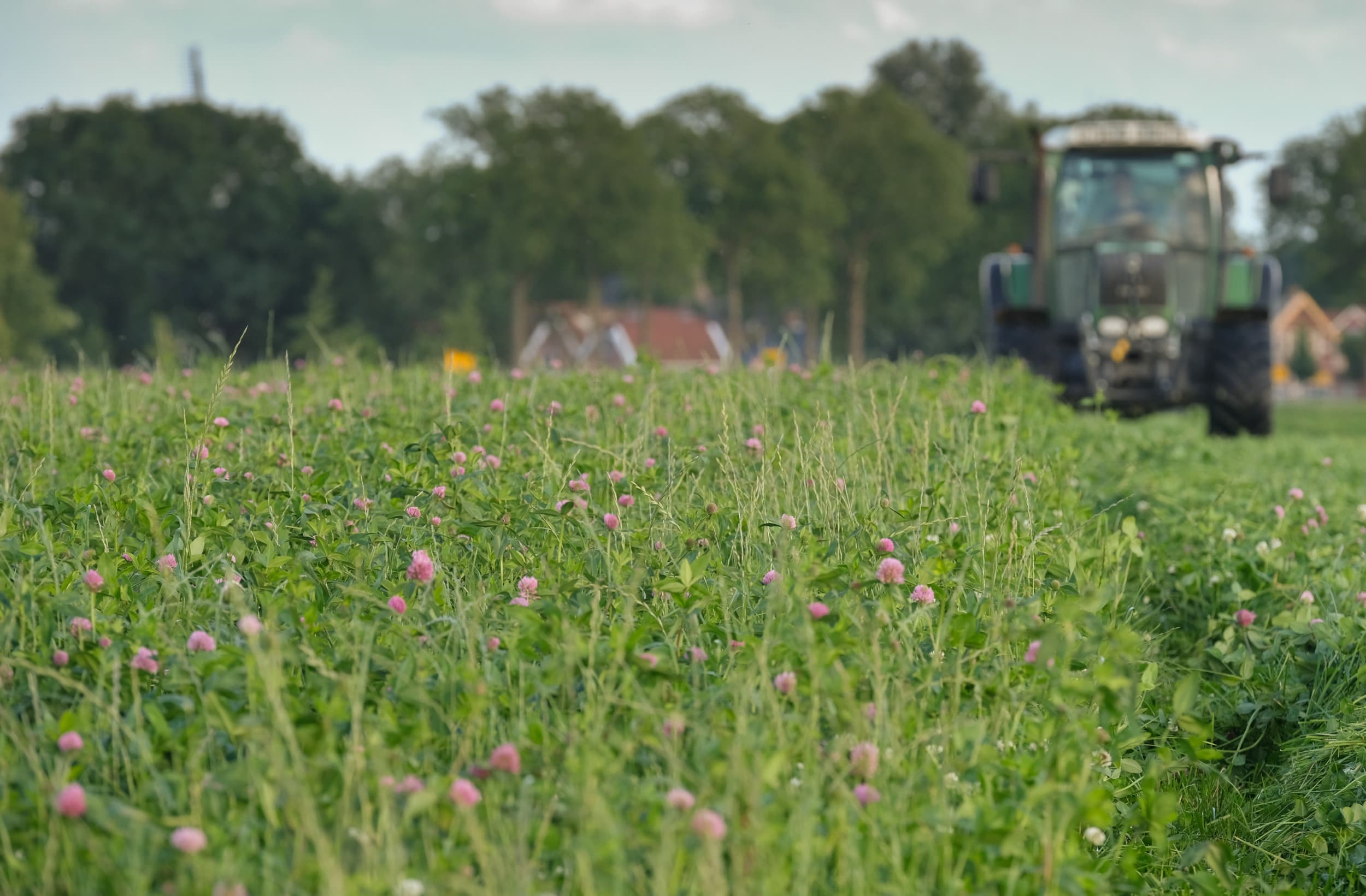 Hoewel het aantal hectares biologisch grasland de afgelopen jaren behoorlijk groeit, was het aantal biologische melkveebedrijven de afgelopen drie jaar stabiel. Foto: Jan Willem van Vliet