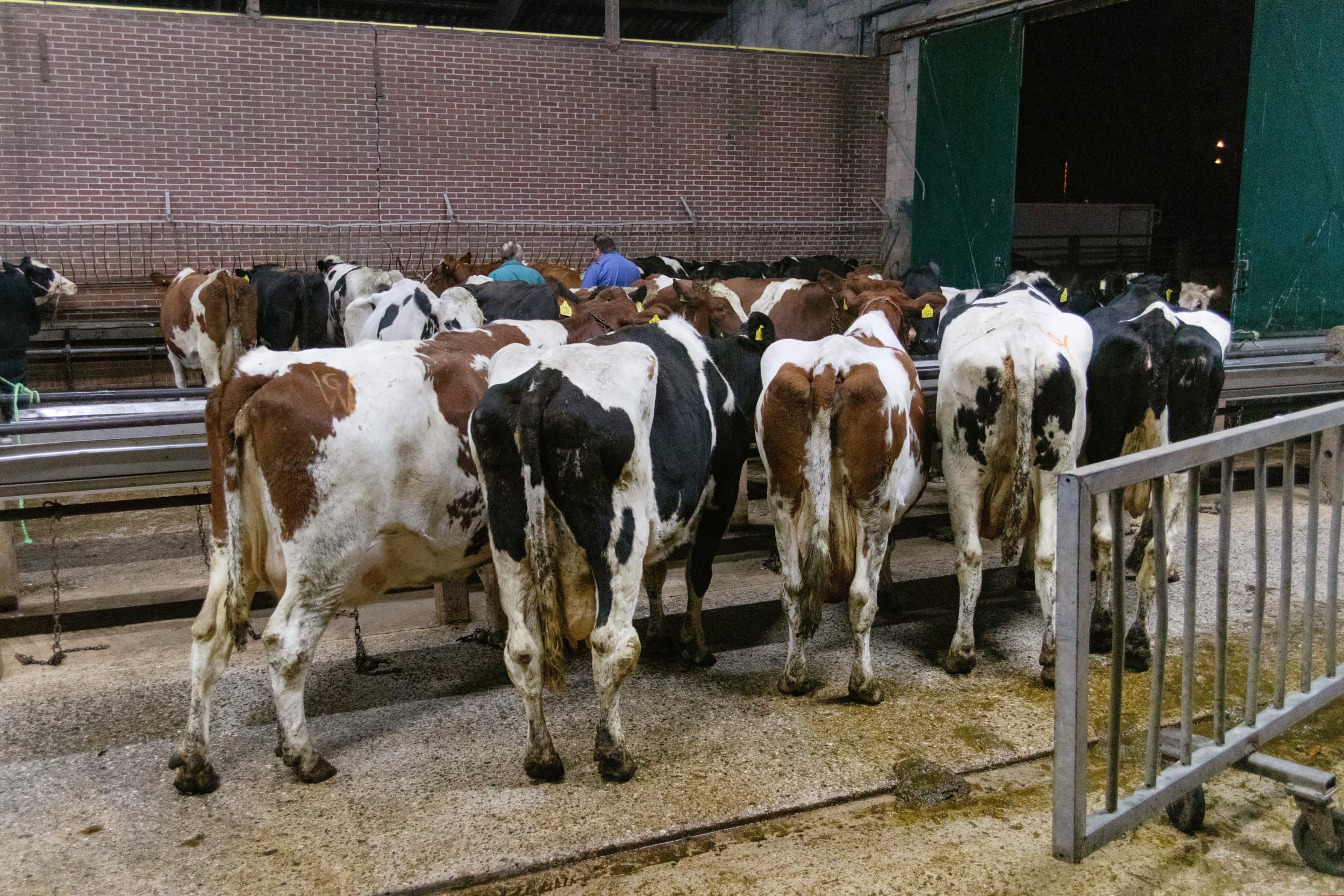 verantwoordelijkheid dierenwelzijn veemarkt