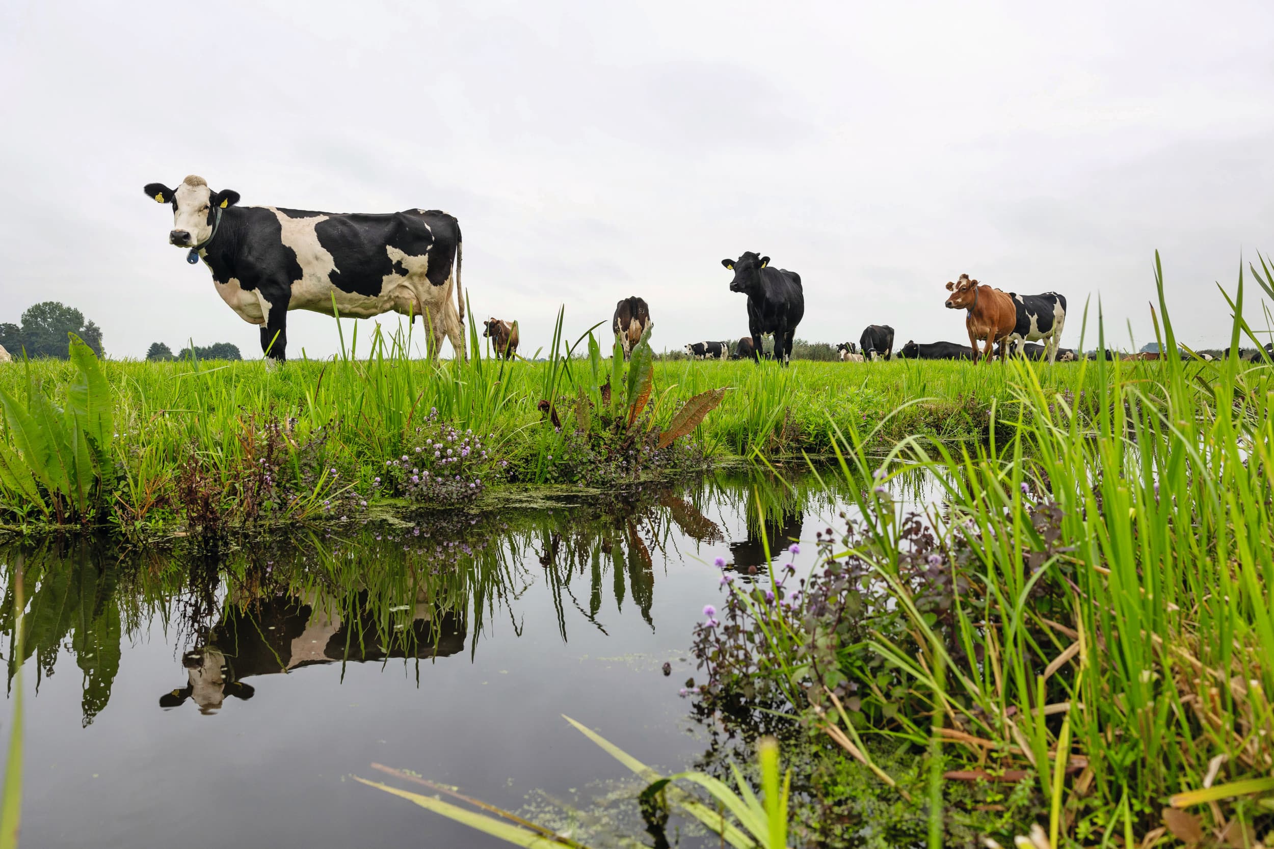 zuivelcoöperaties vechten om de melk