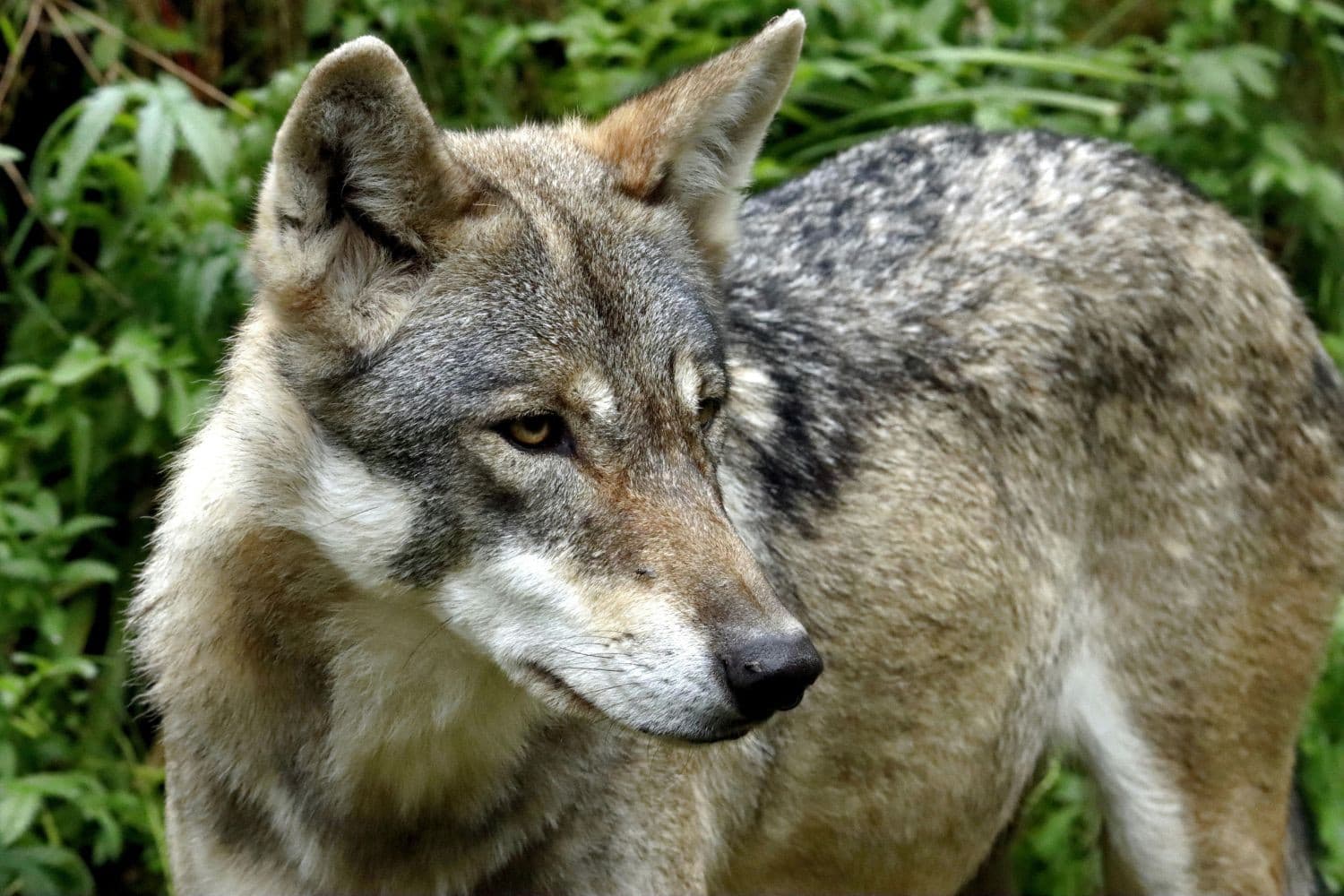 Vergaderboer stelt dat de wolf wordt verheerlijkt, terwijl de schade aan schapen wordt gebagatelliseerd en boeren met de gevolgen blijven zitten. Foto: Canva/Patrice Schoefoit