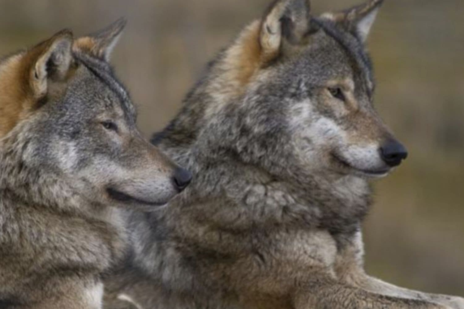 TO wil snel landelijk wolvenbeleid nu aantal aanvallen op vee recordhoogte bereikt: 368 in eerste kwartaal, vooral in Gelderland, Friesland en Drenthe. Foto: Canva/mrmiloskrstic