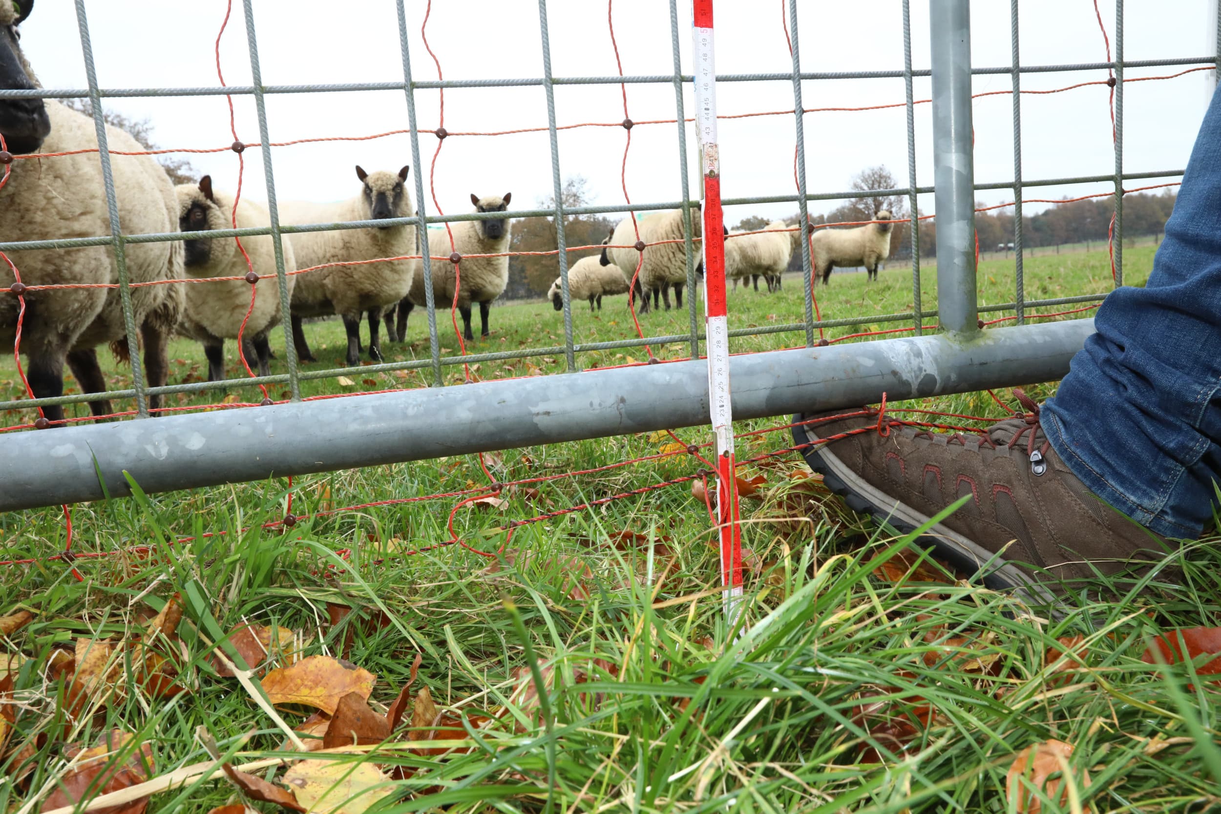 Het aantal wolvenaanvallen op schapen blijft toenemen. De sector zit in zwaar weer. Niet alleen vanwege de wolf, maar ook vanwege blauwtong. Vooral voor kleinere schapenhouders is de drempel te groot om wolfwerende rasters te plaatsen. Foto: Henk Riswick