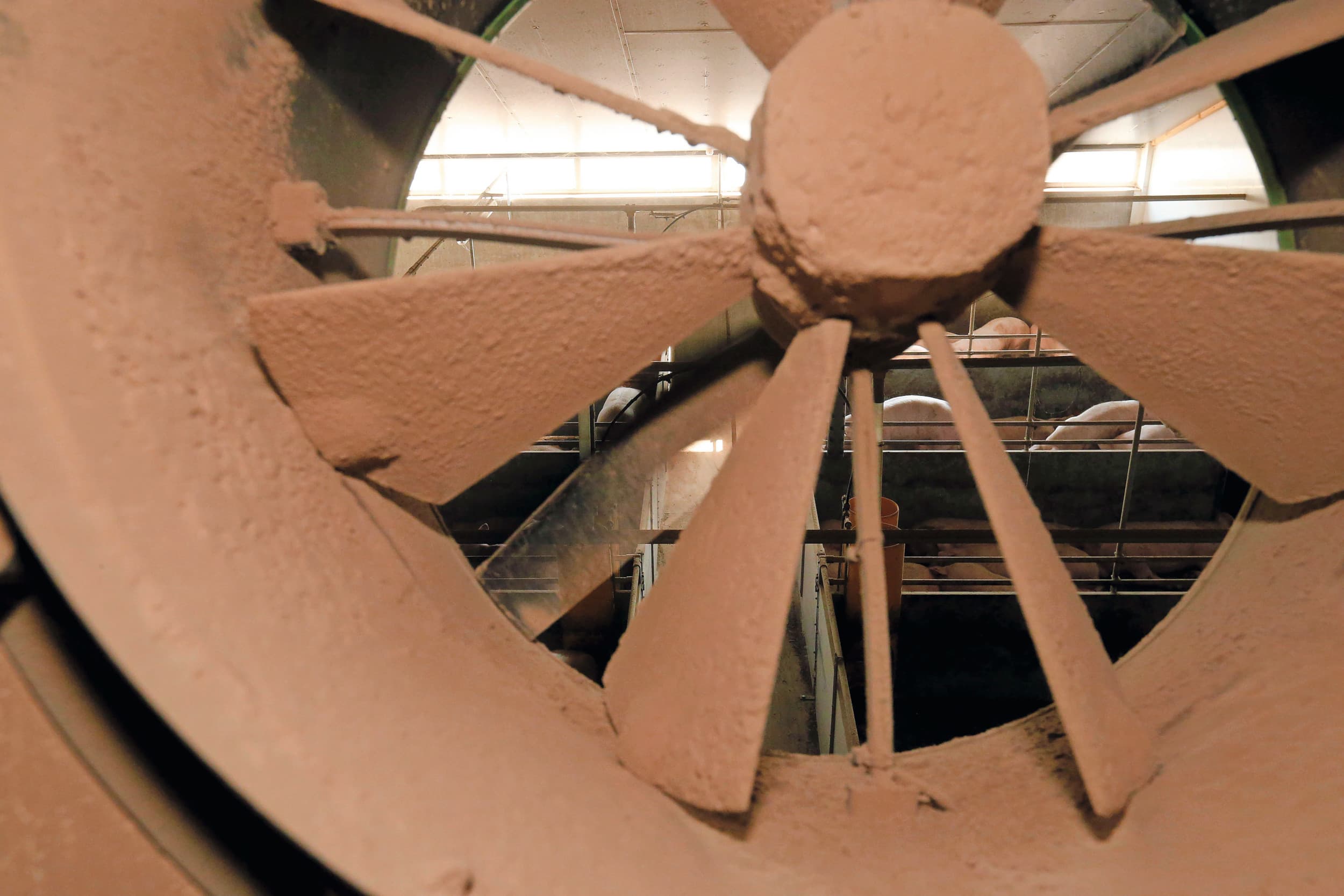 De overheid werkt aan nieuwe geurwetgeving waarbij waarschijnlijk strengere normen gaan gelden, ook voor bestaande stallen. Dat beperkt de ontwikkelingsmogelijkheden voor varkenshouders nog verder. Foto: Bert Jansen
