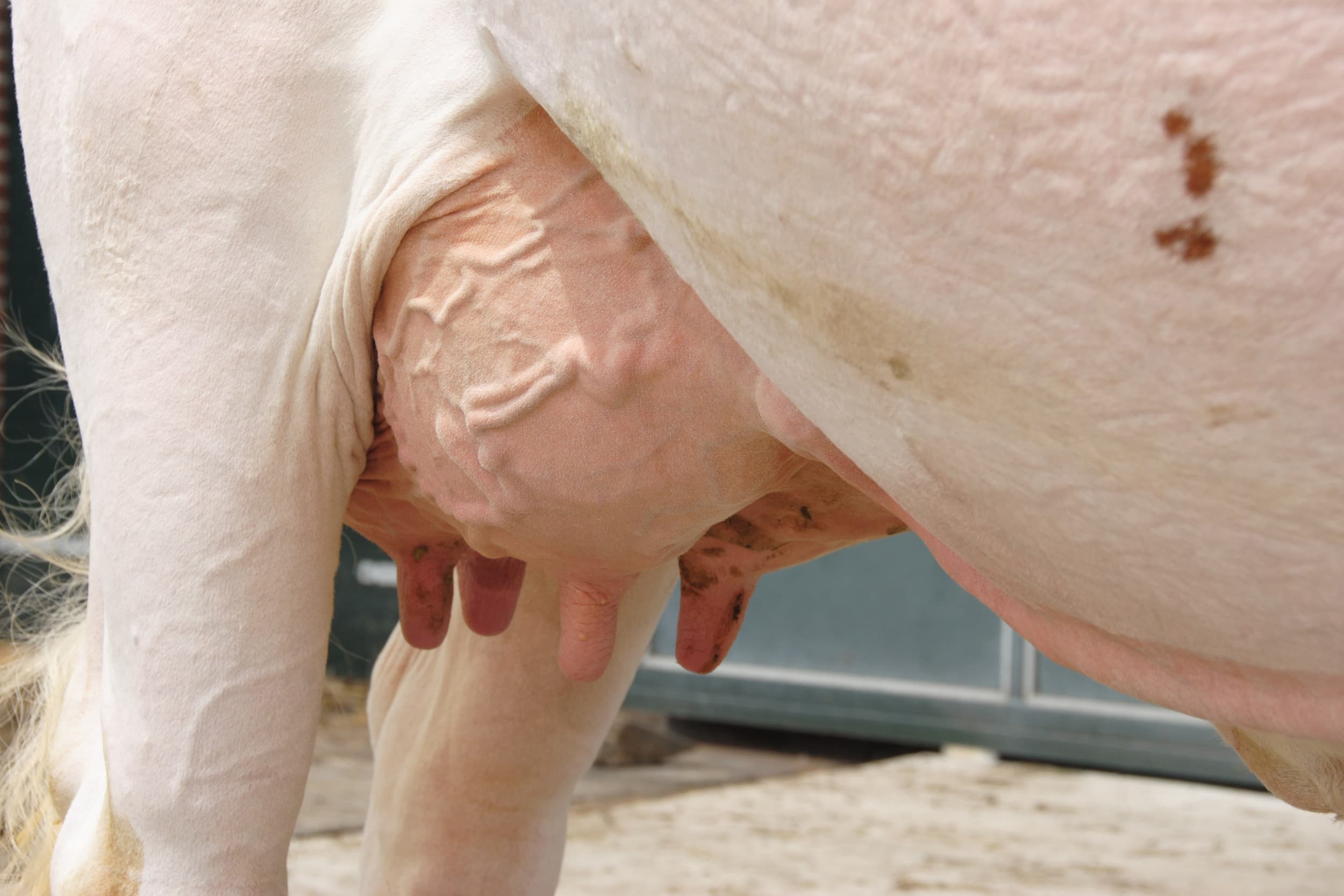 Foto’s; Boehringer