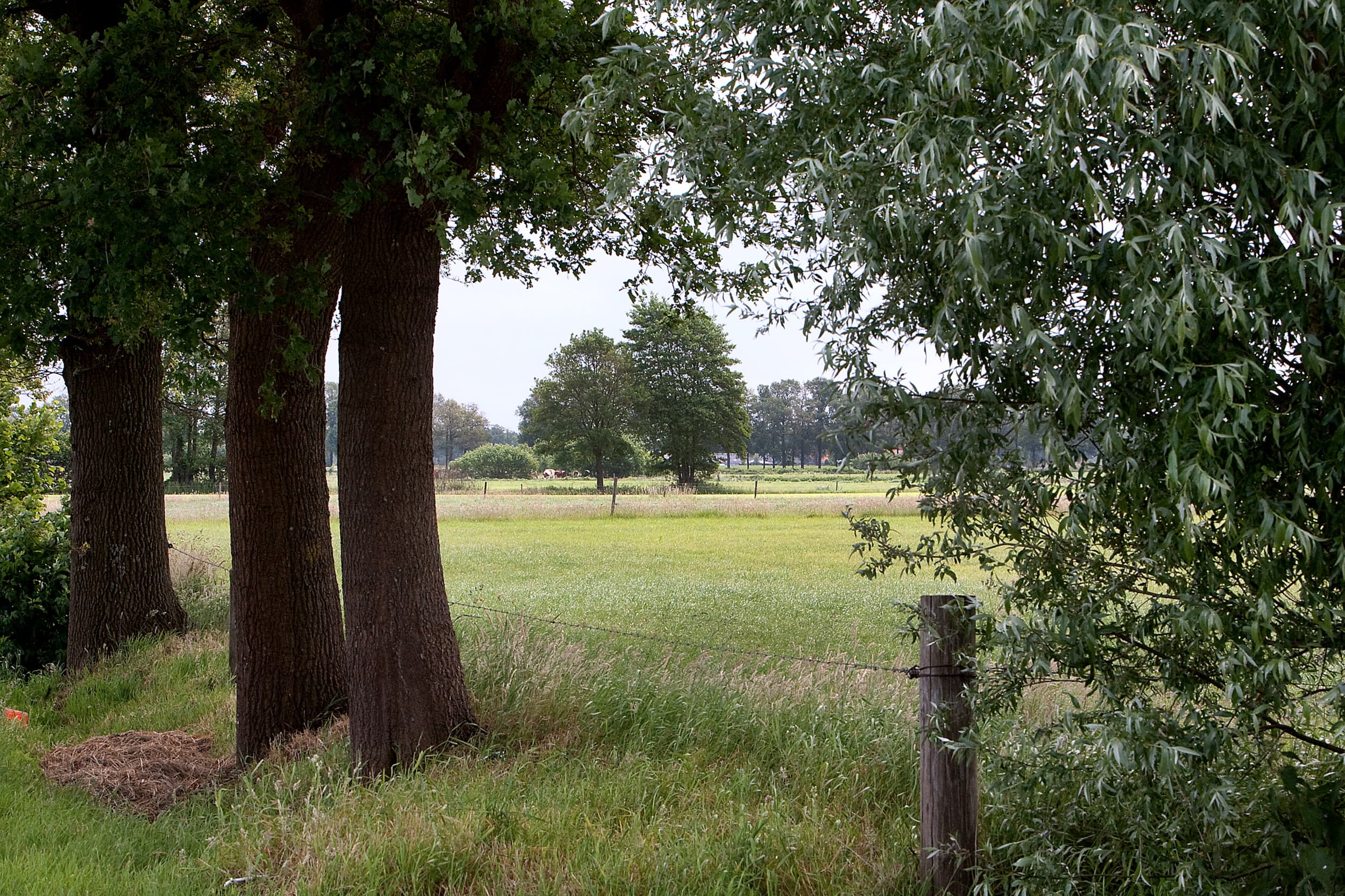 Het stoppen van melkveehouders leidt tot verschuivingen op de grondmarkt, waardoor het landschap, het grondgebruik en de waterkwaliteit ingrijpend veranderen. Foto: Ronald Hissink