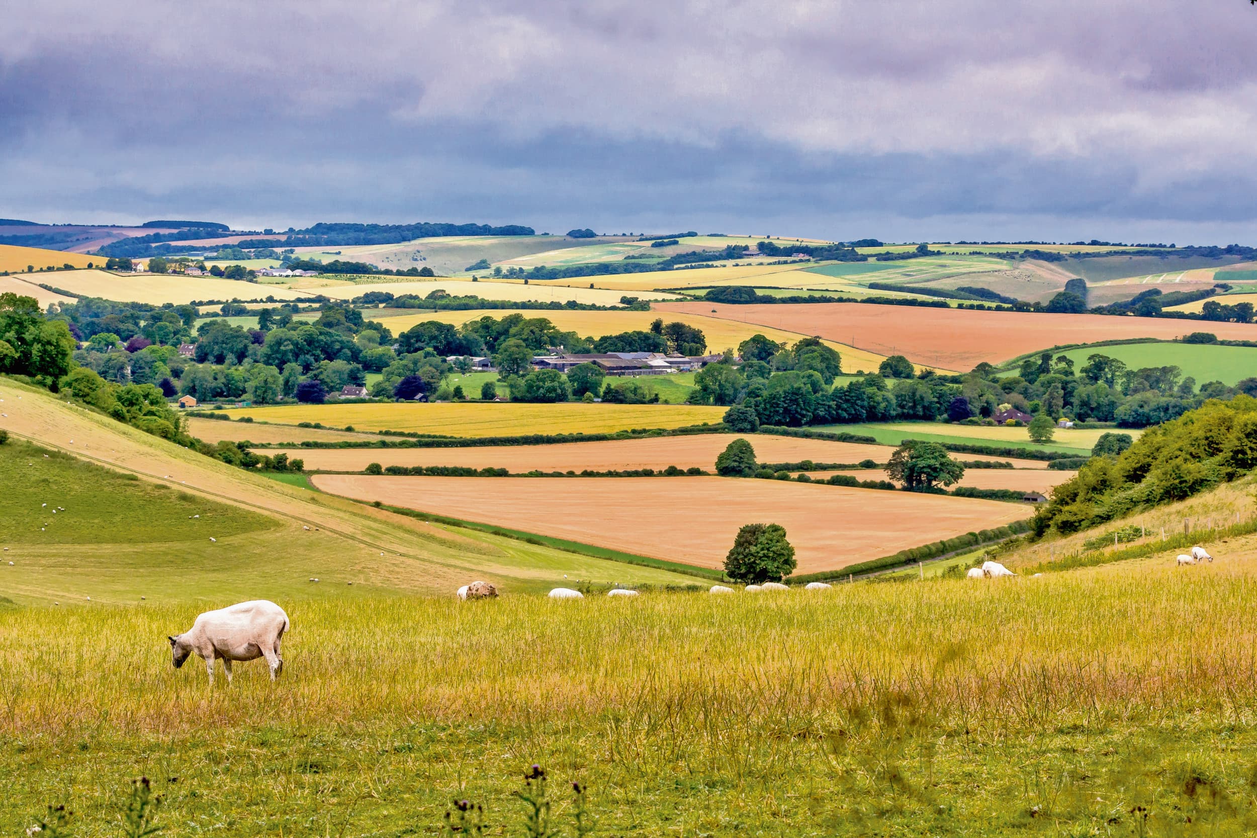 Agrarisch gebied in het Engelse graafschap Wiltshire. In een handelsdeal tussen het Verenigd Koninkrijk en de Verenigde Staten staat staat een aantal punten die de Britse boeren stevig schrik aanjagen. Foto: Canva/Helen Williams
