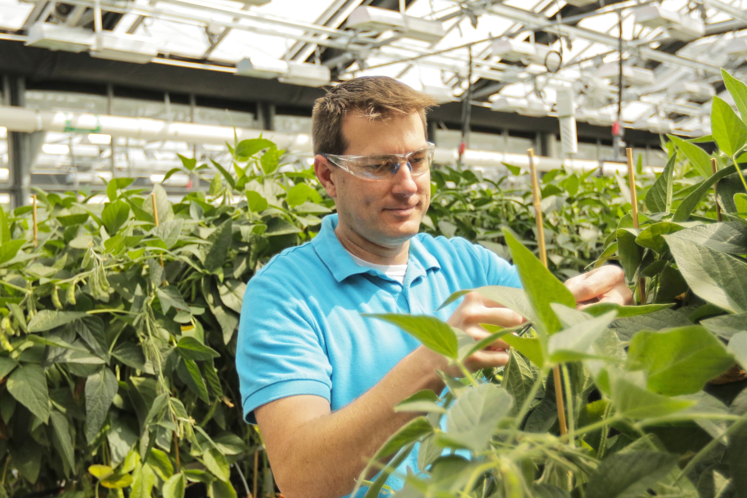 Onderzoeker van Bayer bekijkt de ontwikkeling van sojaplanten in een proefveld. Foto: Bayer