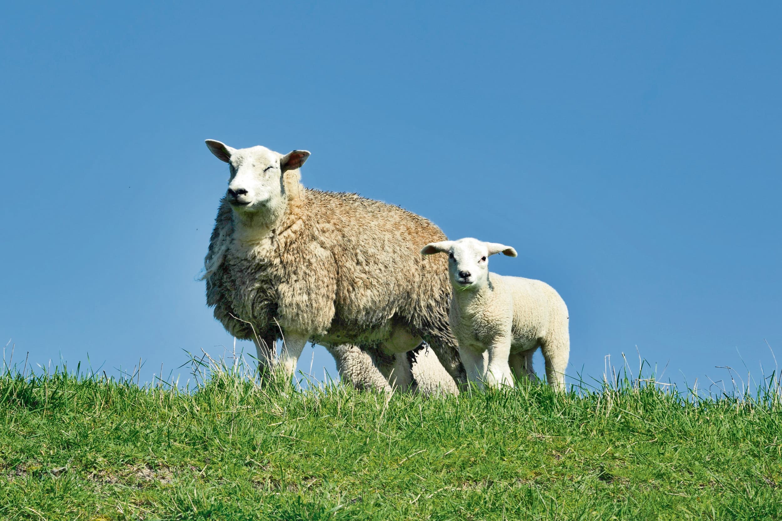 Schapen. De schapensector heeft het zwaar. Foto: Canva/ajansen