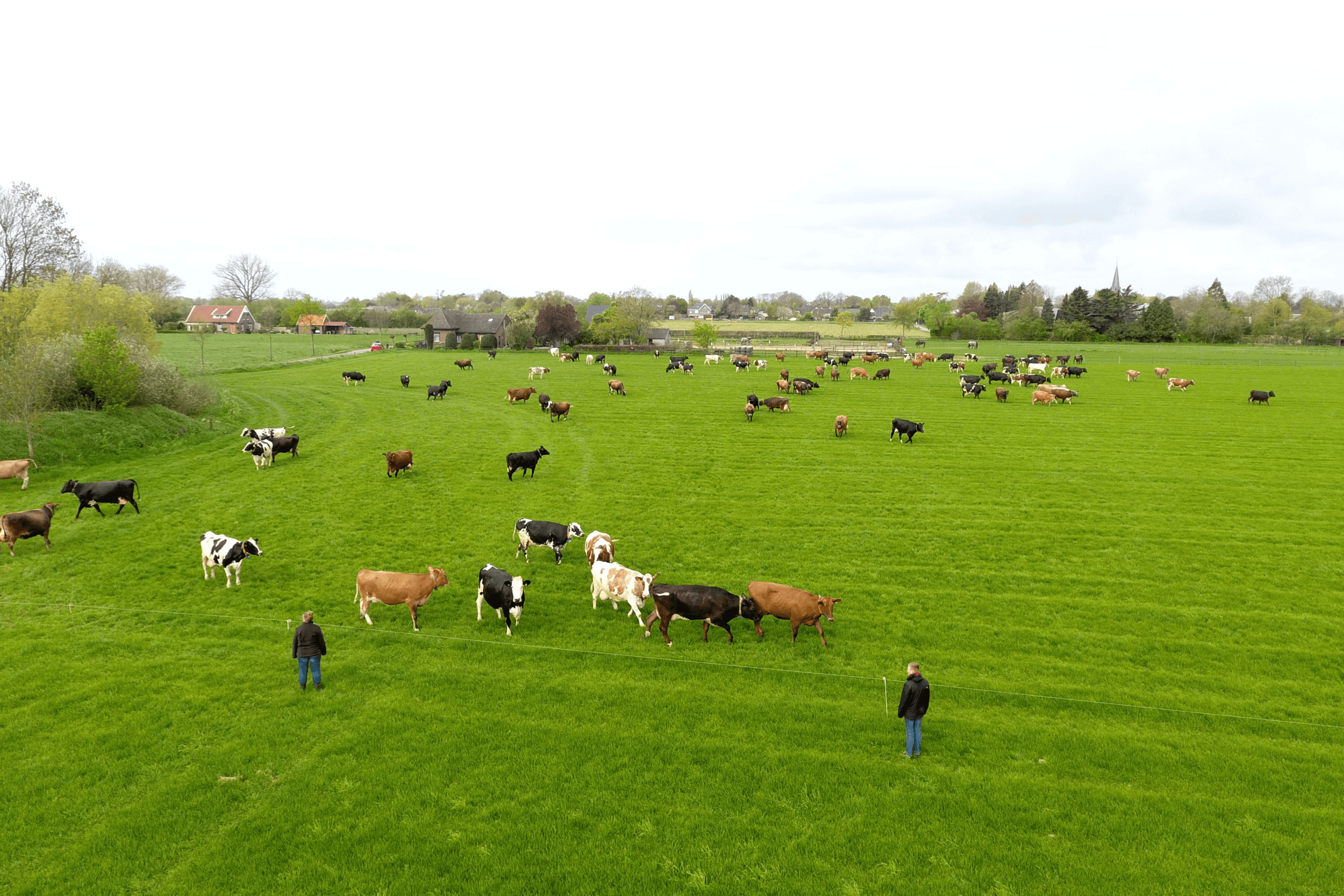 ABN Amro noemt de stikstofaanpak in een update van het rapport uit 2022 lastig. Foto: Henk Riswick