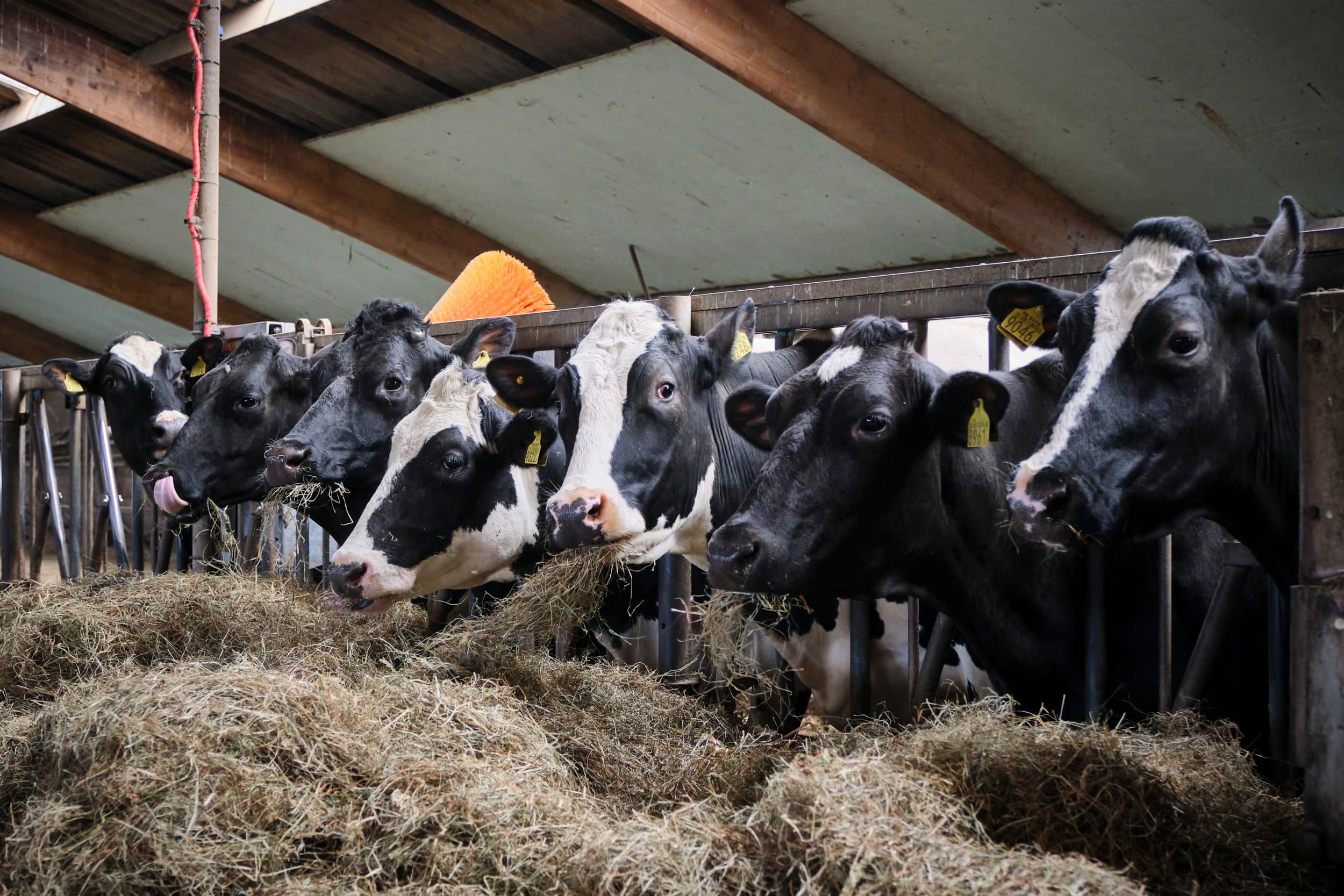 De weerstand van koeien in de eerste lactatiedagen hangt sterk samen met voeding en management tijdens de droogstand, blijkt uit bloedmetingen. Foto: Roel Dijkstra