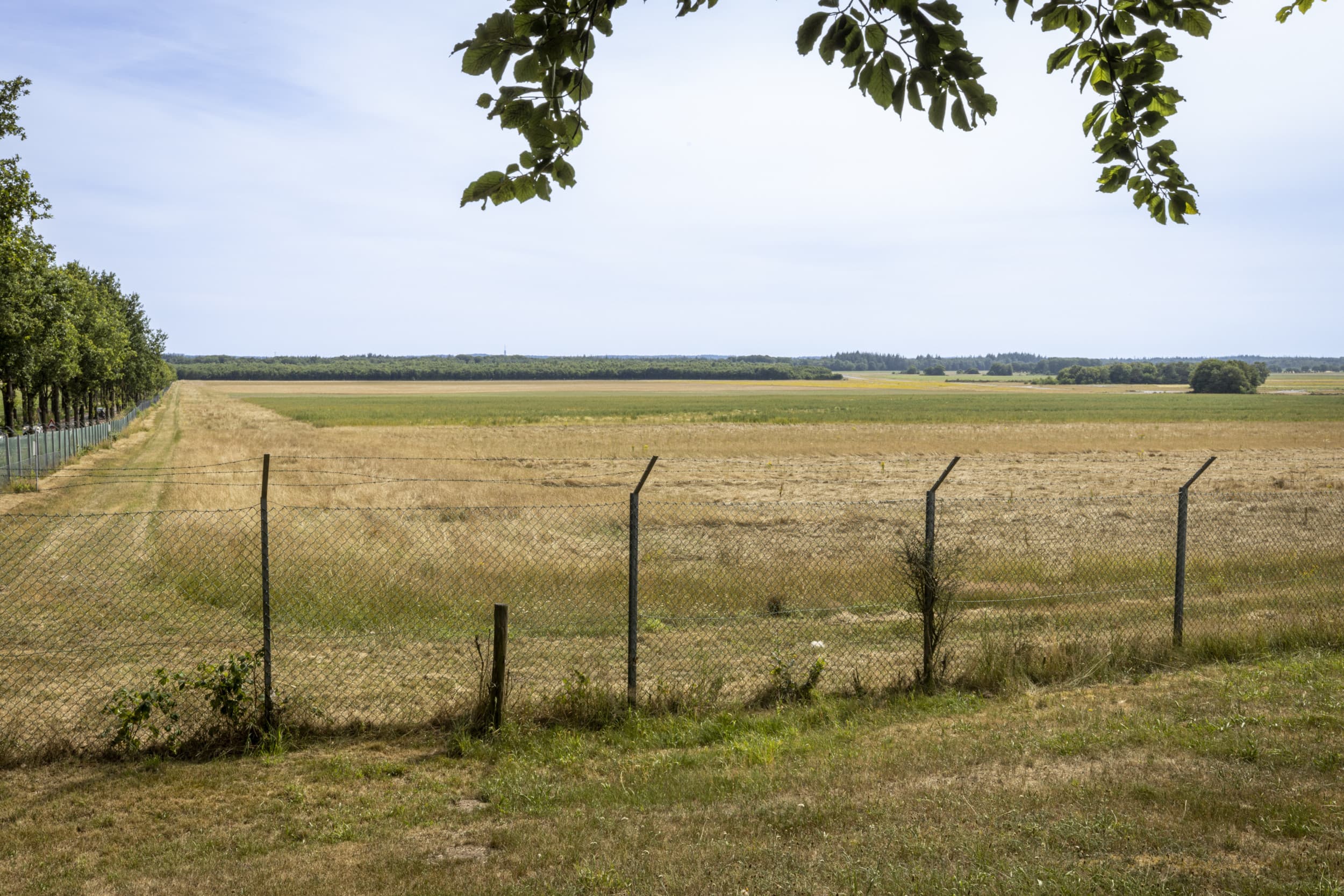 wolven schapen rundvee