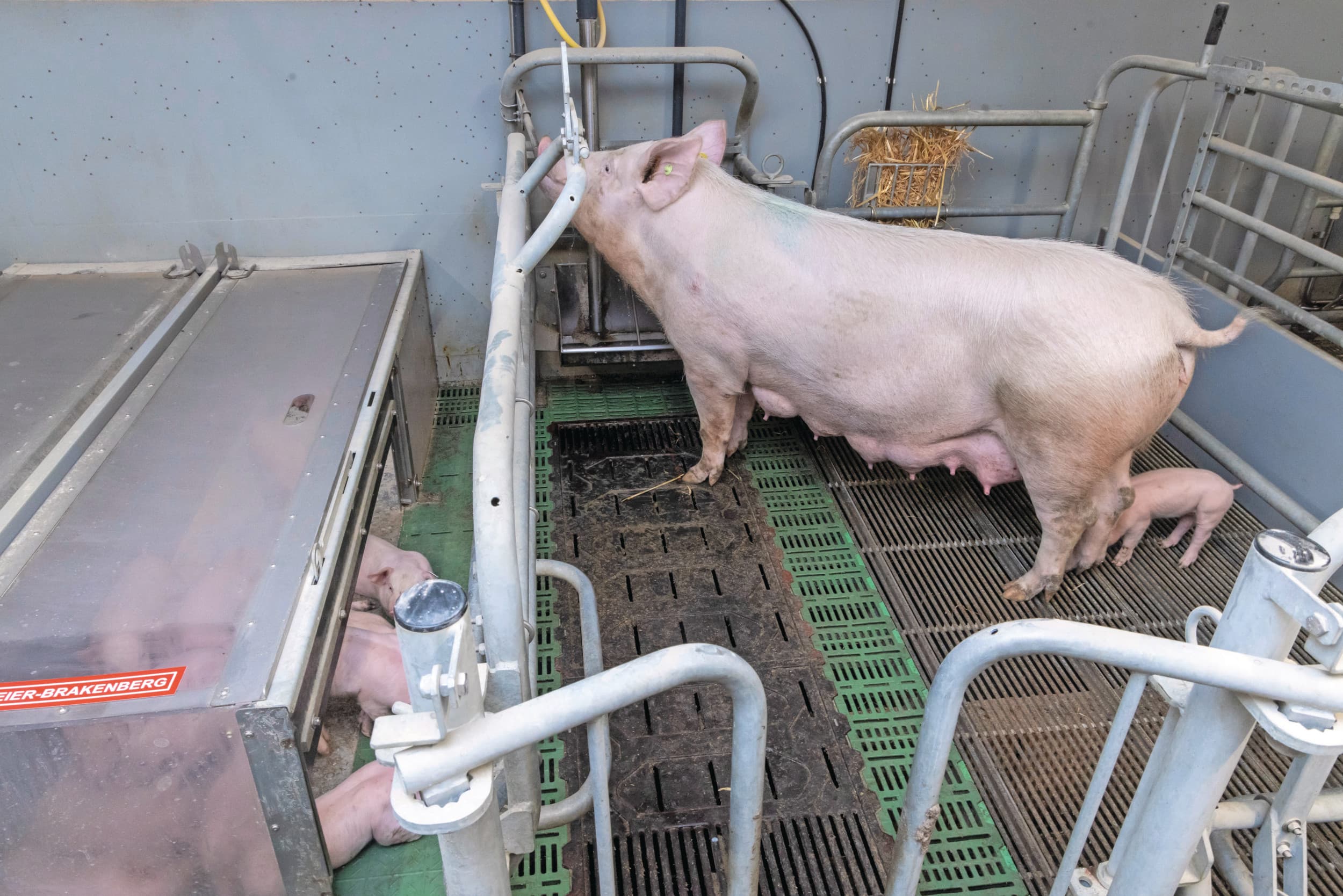 Zo hoort het te zijn. De zeug die ontspannen door het hok loopt en de biggen liggen veilig in hun warme nest. Foto: Koos Groenewold