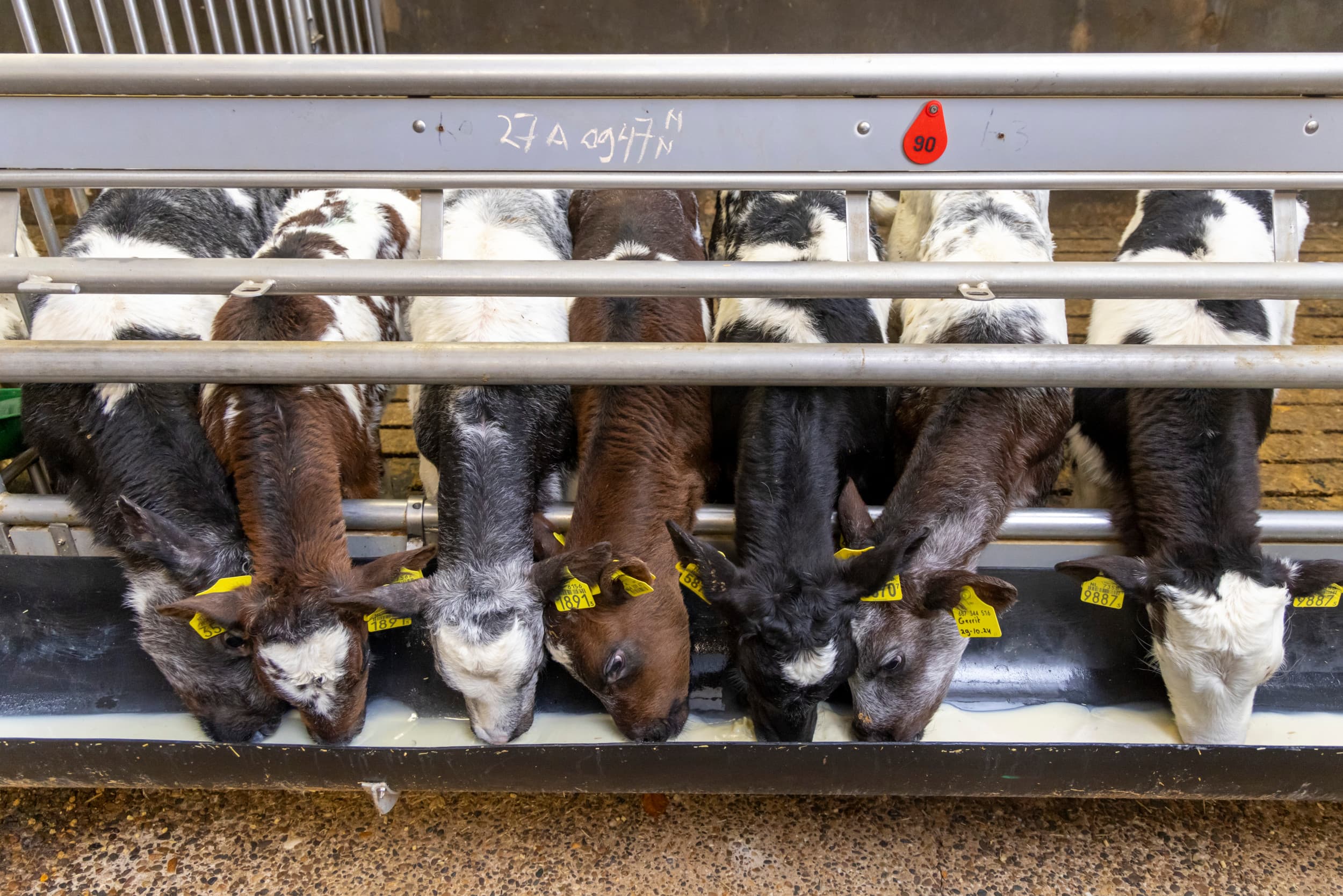 Ierland maakt zich zorgen over de snelle toename van rundertuberculose, terwijl Nederland dit jaar al ruim 56.000 Ierse kalveren importeerde. Foto: Koos Groenewold