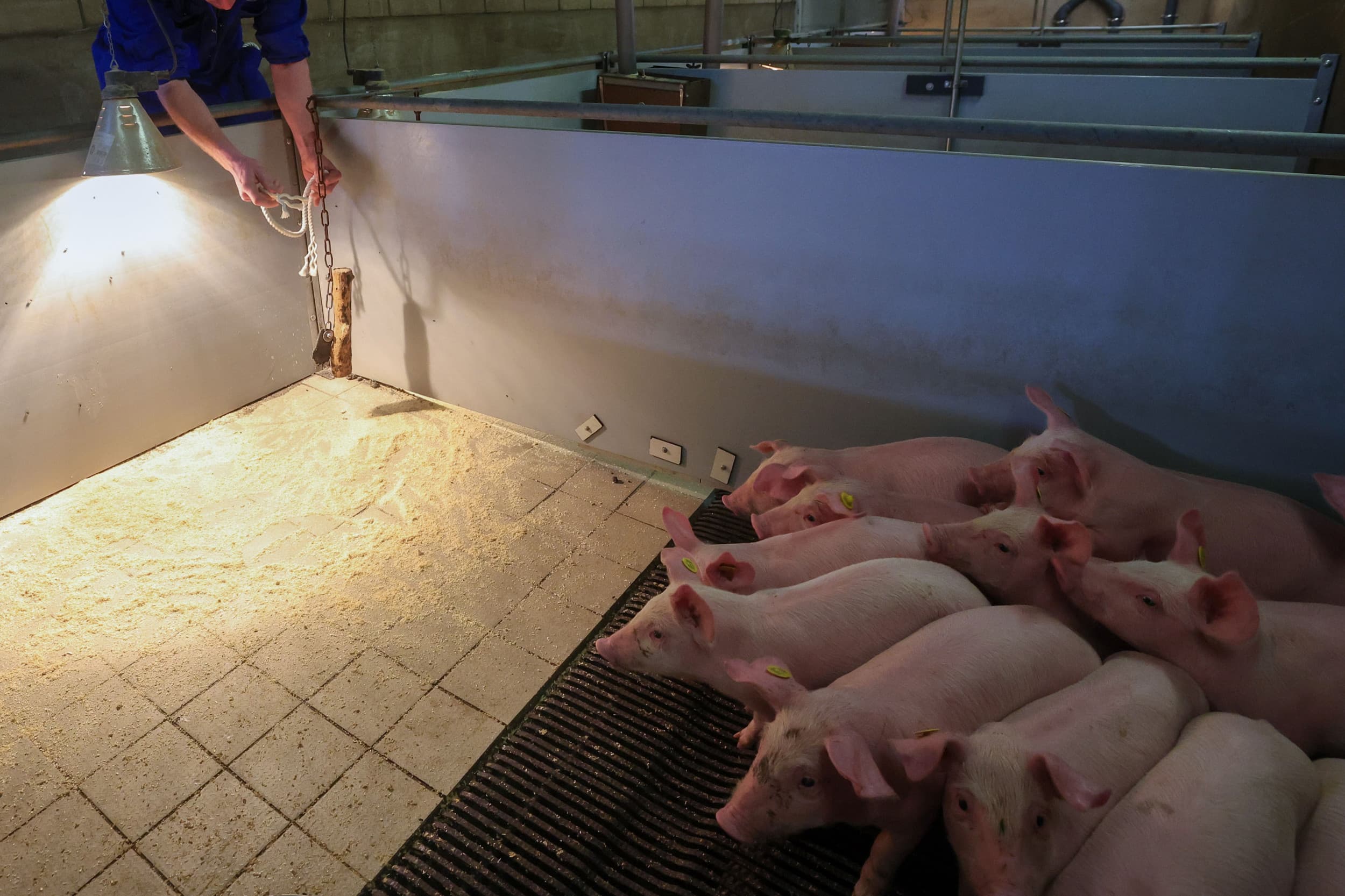 Onderzoek naar de aanwezigheid van PRRS-virus op een Nederlands varkensbedrijf met behulp van een kauwtouw. Foto: Bert Jansen