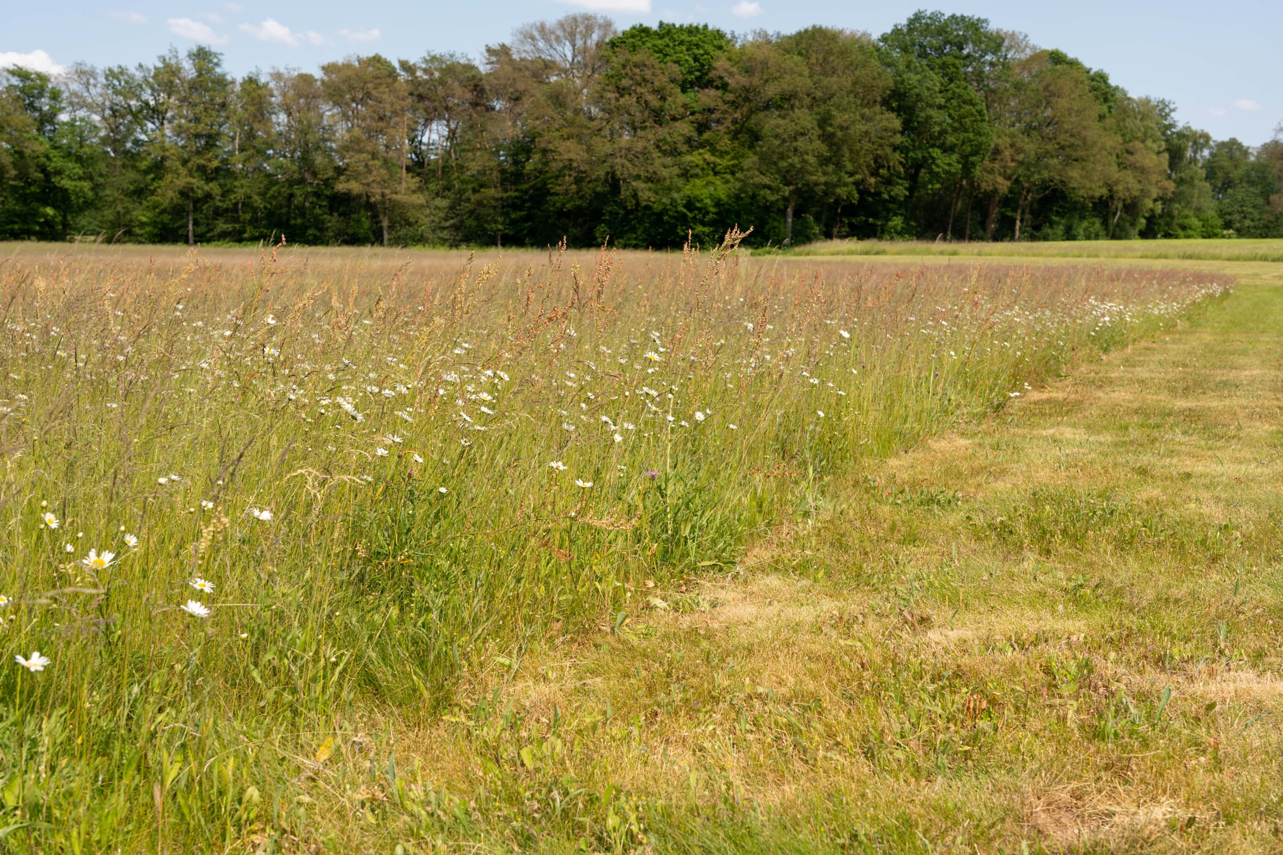 Het Rijk stelt vernieuwde natuurdoelen vast. Landbouworganisaties uiten zorgen over gevolgen voor boeren. Foto: Jan Willem Schouten