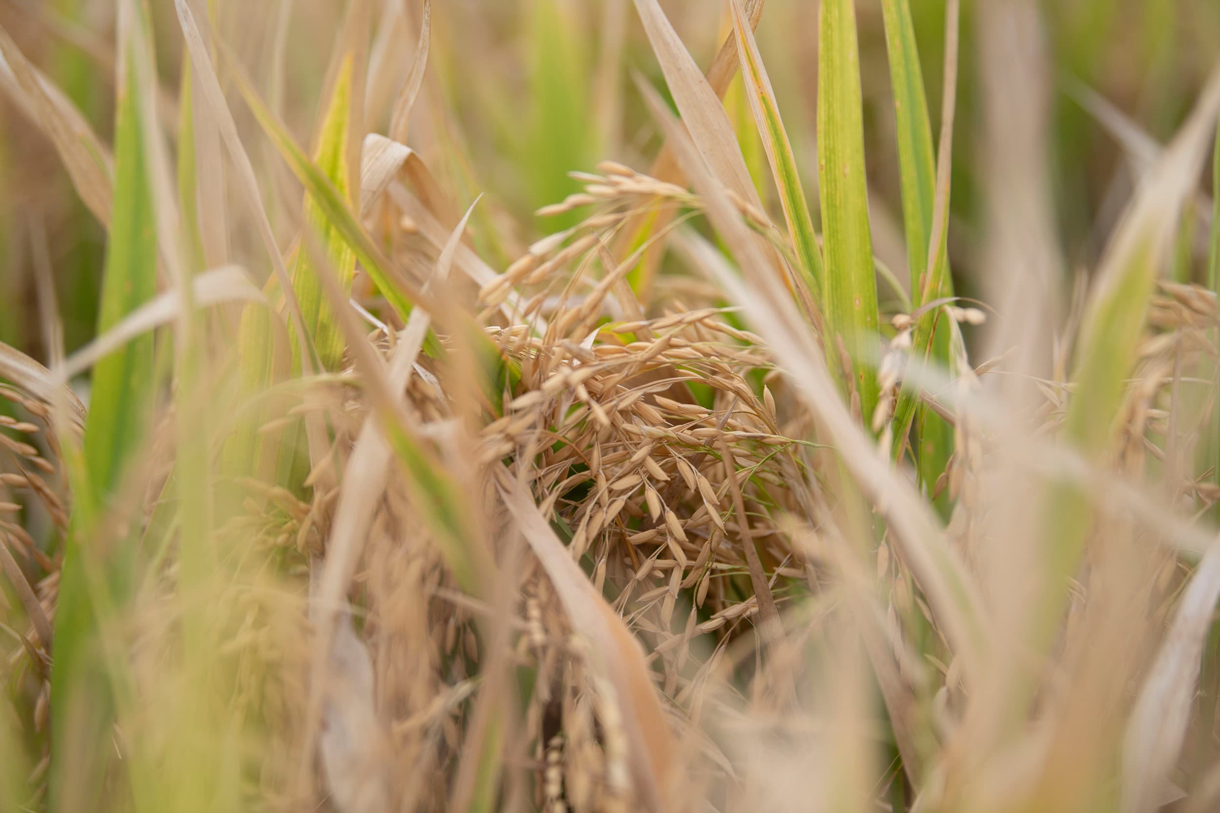 efsa pesticiden voedsel