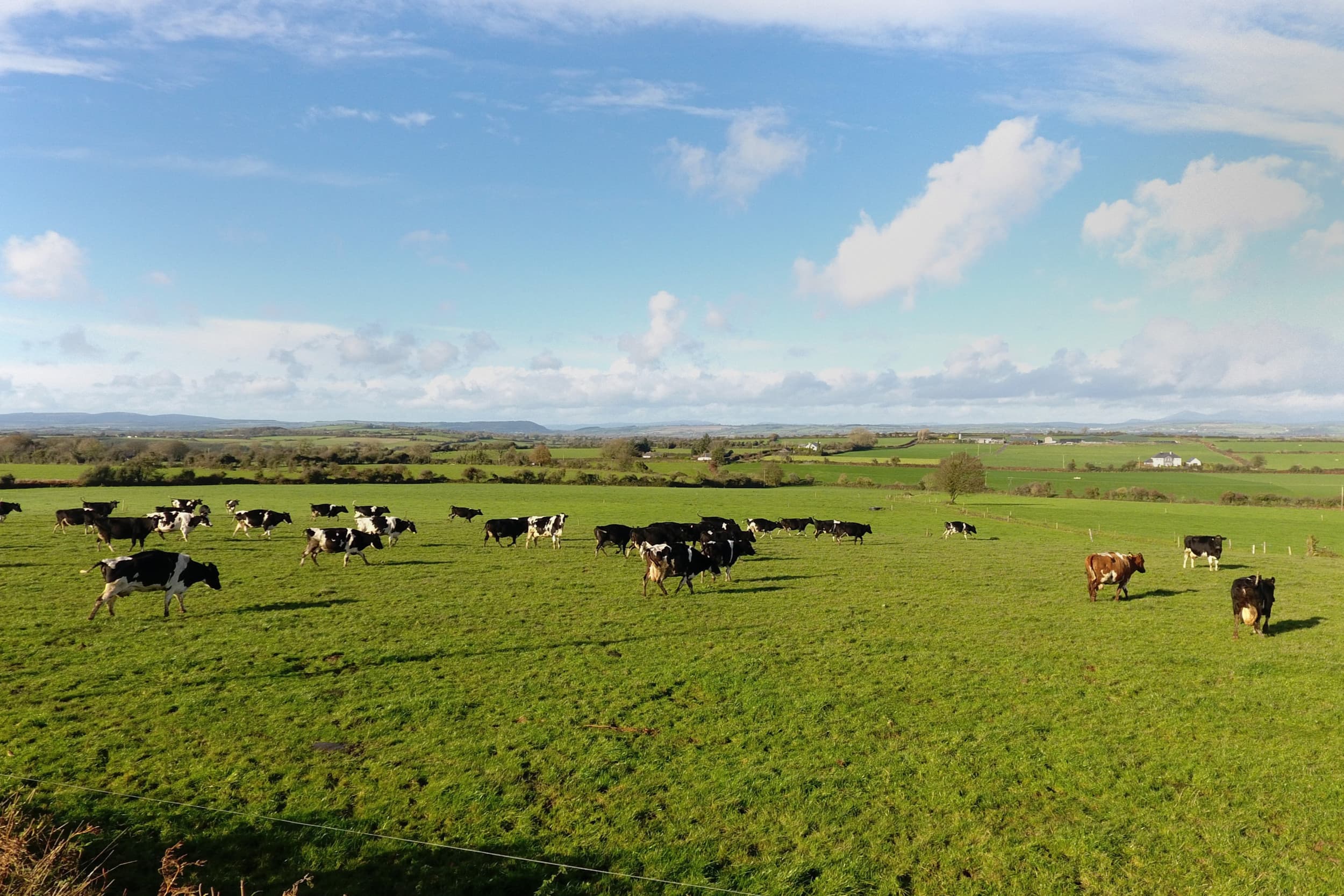 Grazende koeien in Ierland. Engelse en Ierse zuivelondernemingen verlagen de melkprijs fors doordat hun seizoensgebonden toeslagen wegvallen. Foto: Henk Riswick