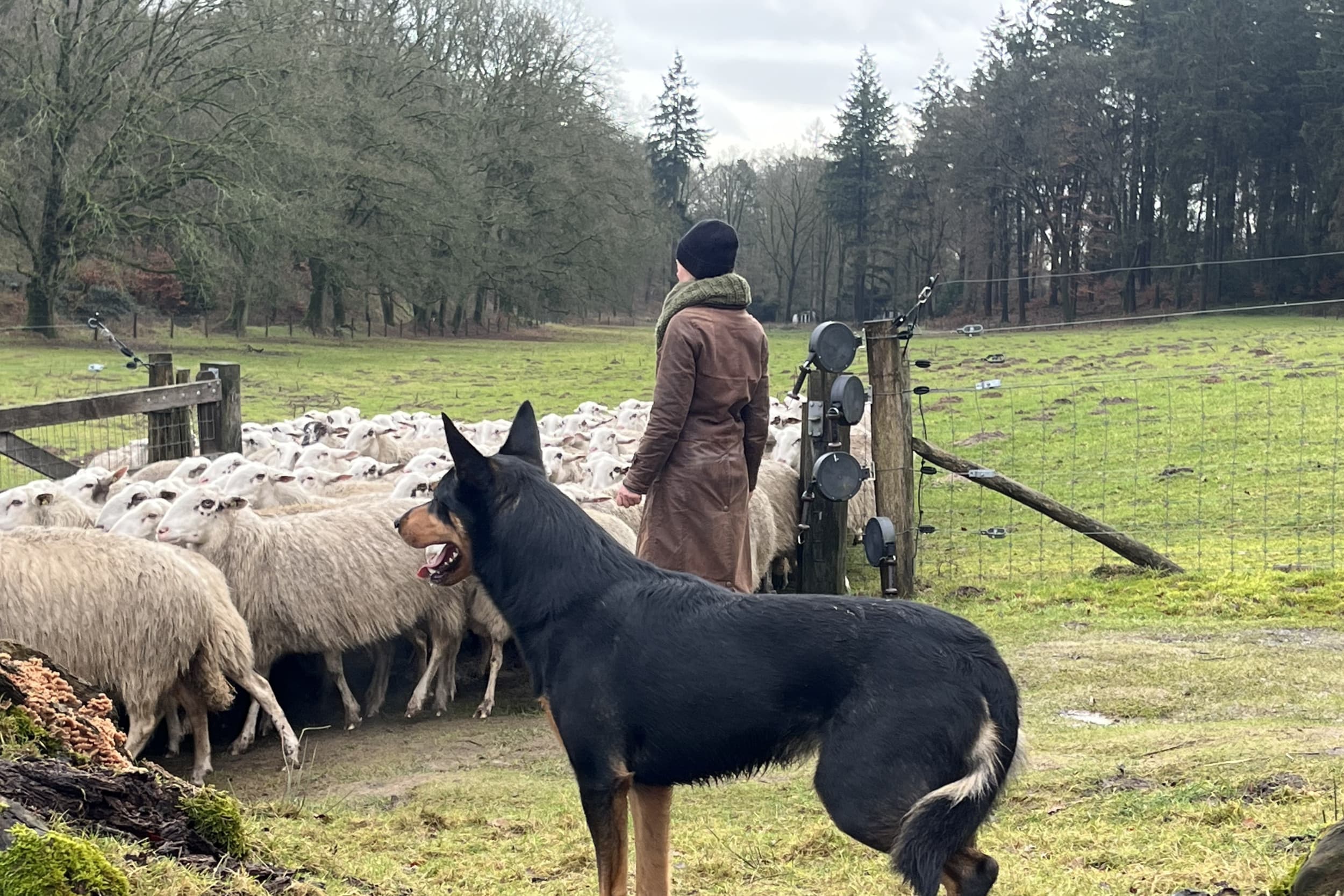 Boeren krijgen geen cent voor hun nachten wakend bij de schapen, terwijl Staatsbosbeheer gewoon herders op de loonlijst heeft staan, schrijft columnist Vergaderboer. Foto: Jan Vullings