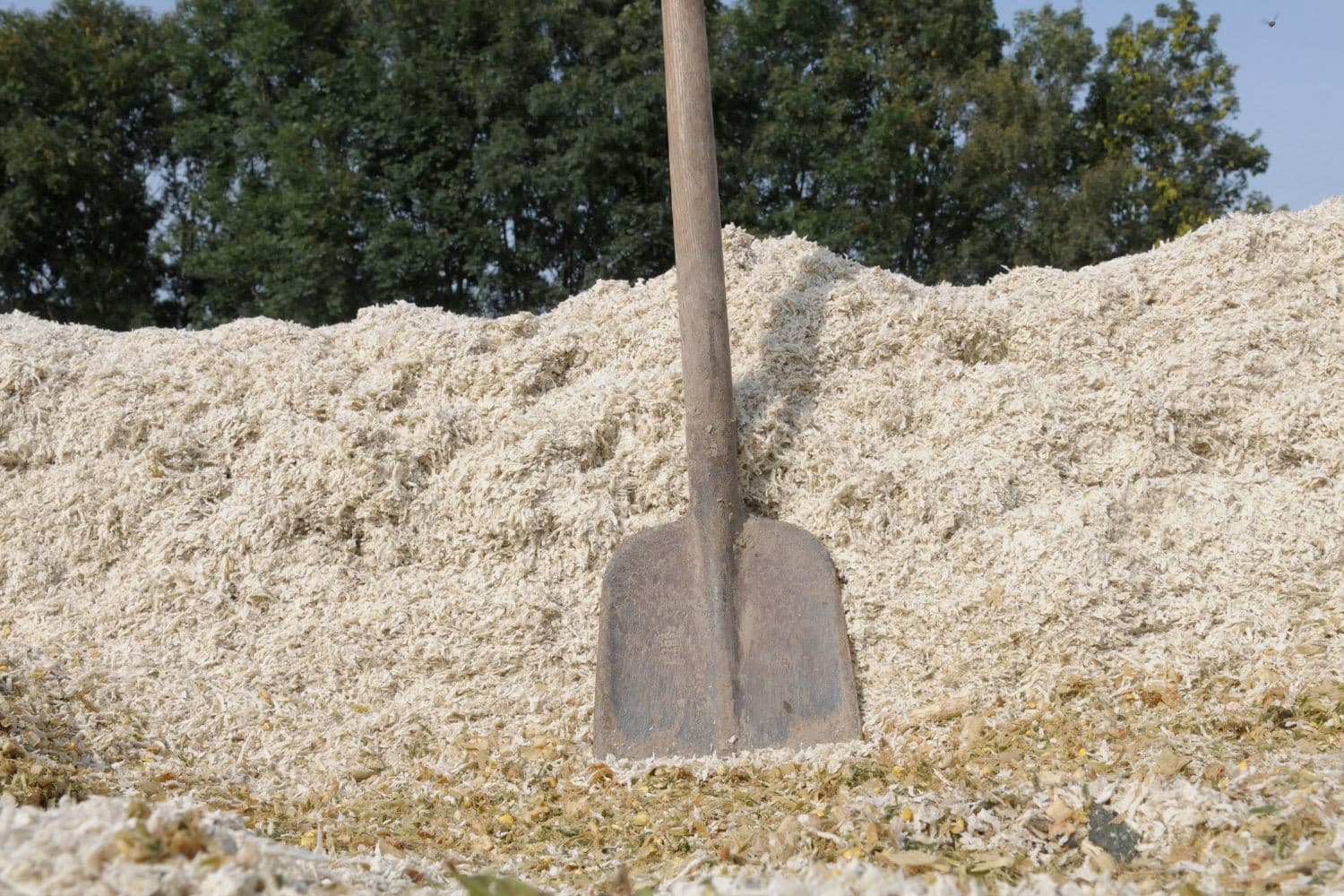 Duynie Feed stelt basisprijs bietenperspulp voor 2025-’26 vast op €2,35 per procent droge stof. Foto: Penn Communicatie