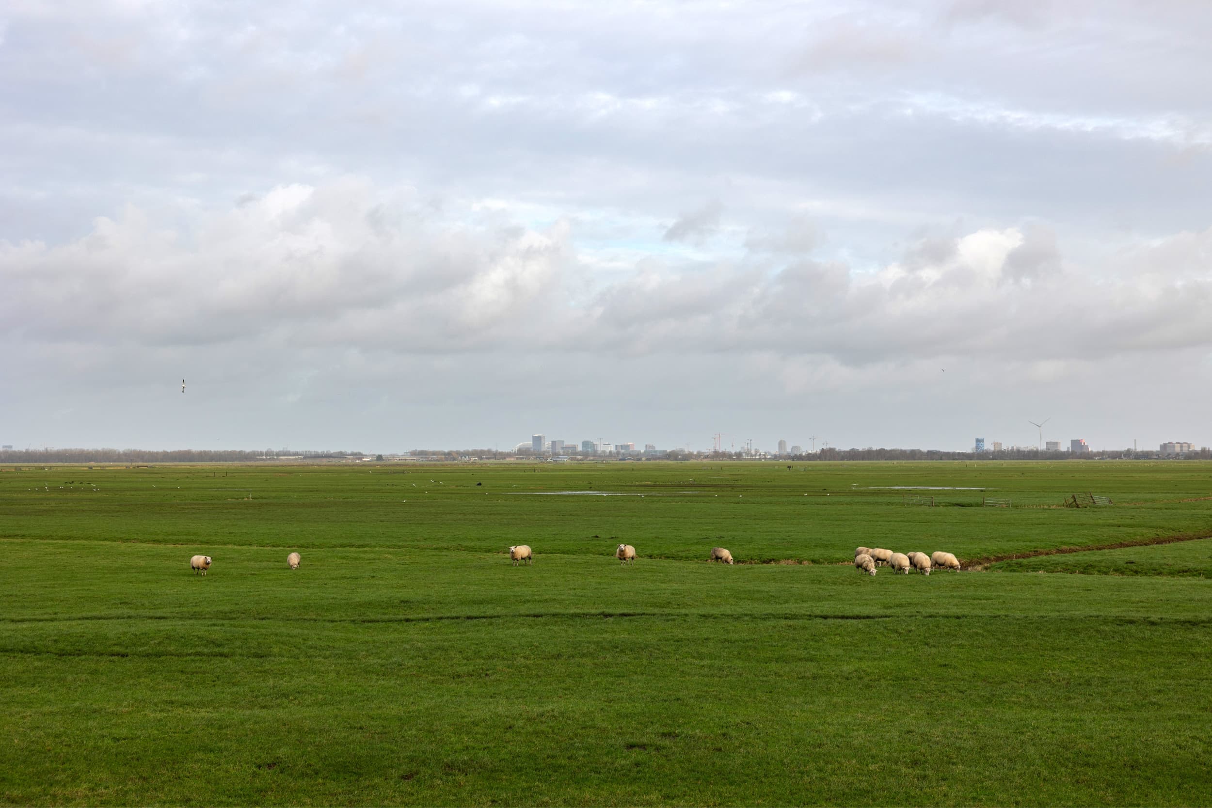 boeren stikstofmaatregelen
