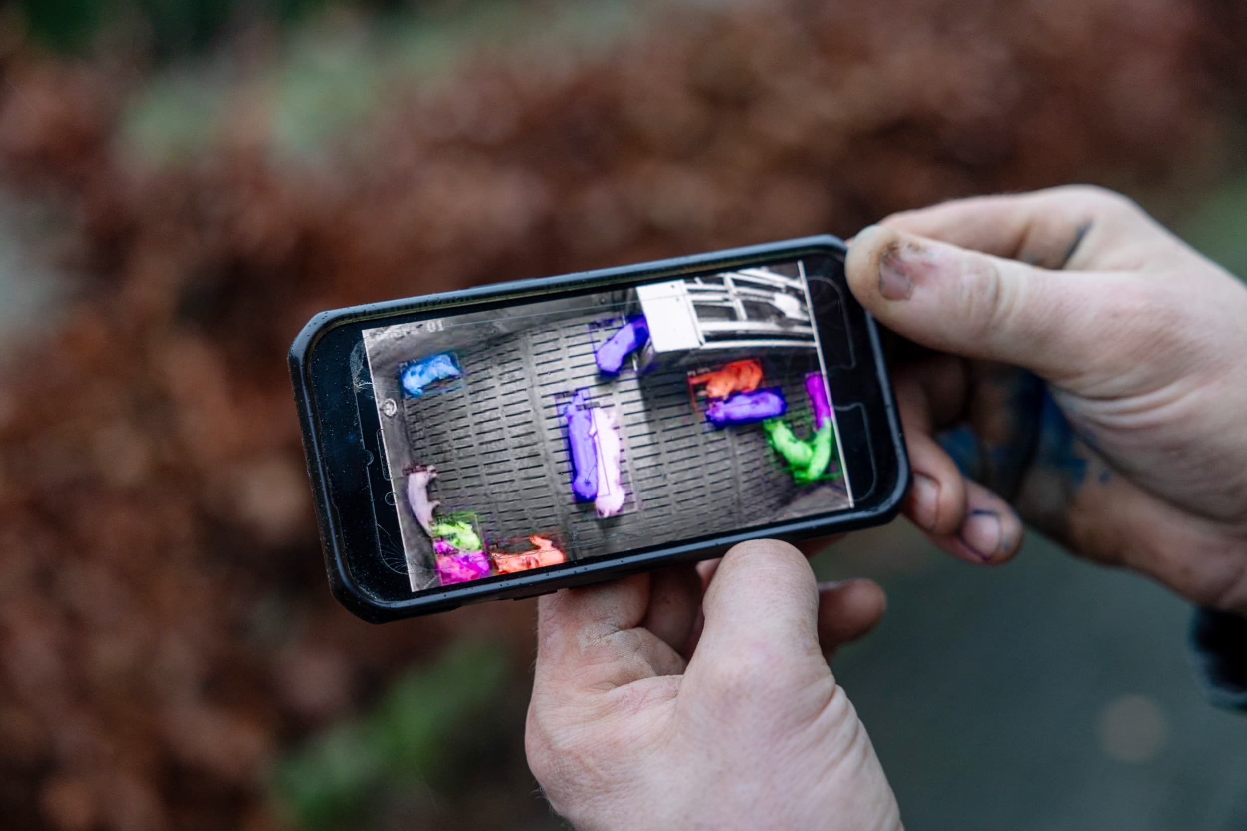 Met behulp van slimme software op de smartphone volgt een varkenshouder het gedrag van zijn dieren – een voorbeeld van hoe kunstmatige intelligentie ook in de veehouderij kan worden toegepast. Foto: Herbert Wiggerman