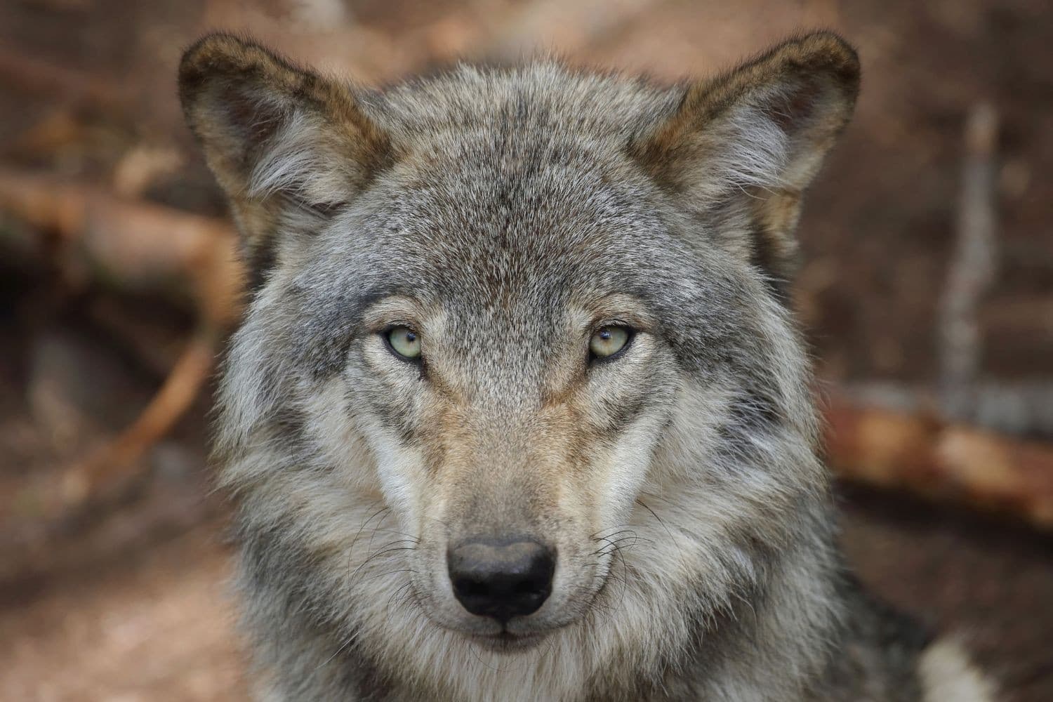 Europa verlaagt de beschermingsstatus van de wolf, maar staatssecretaris Rummenie is nog niet klaar om die stap in Nederland te zetten. Foto: Canva/karlumbriaco