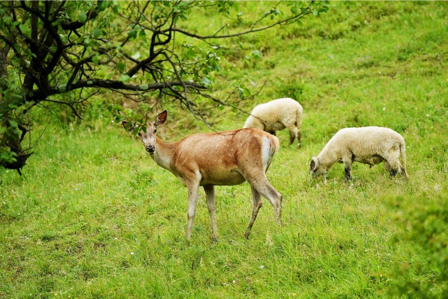 Wolven in Nederland eten vooral wilde dieren zoals reeën; schapen vormen slechts een klein deel van hun dieet, blijkt uit onderzoek. Foto: Canva/roibu