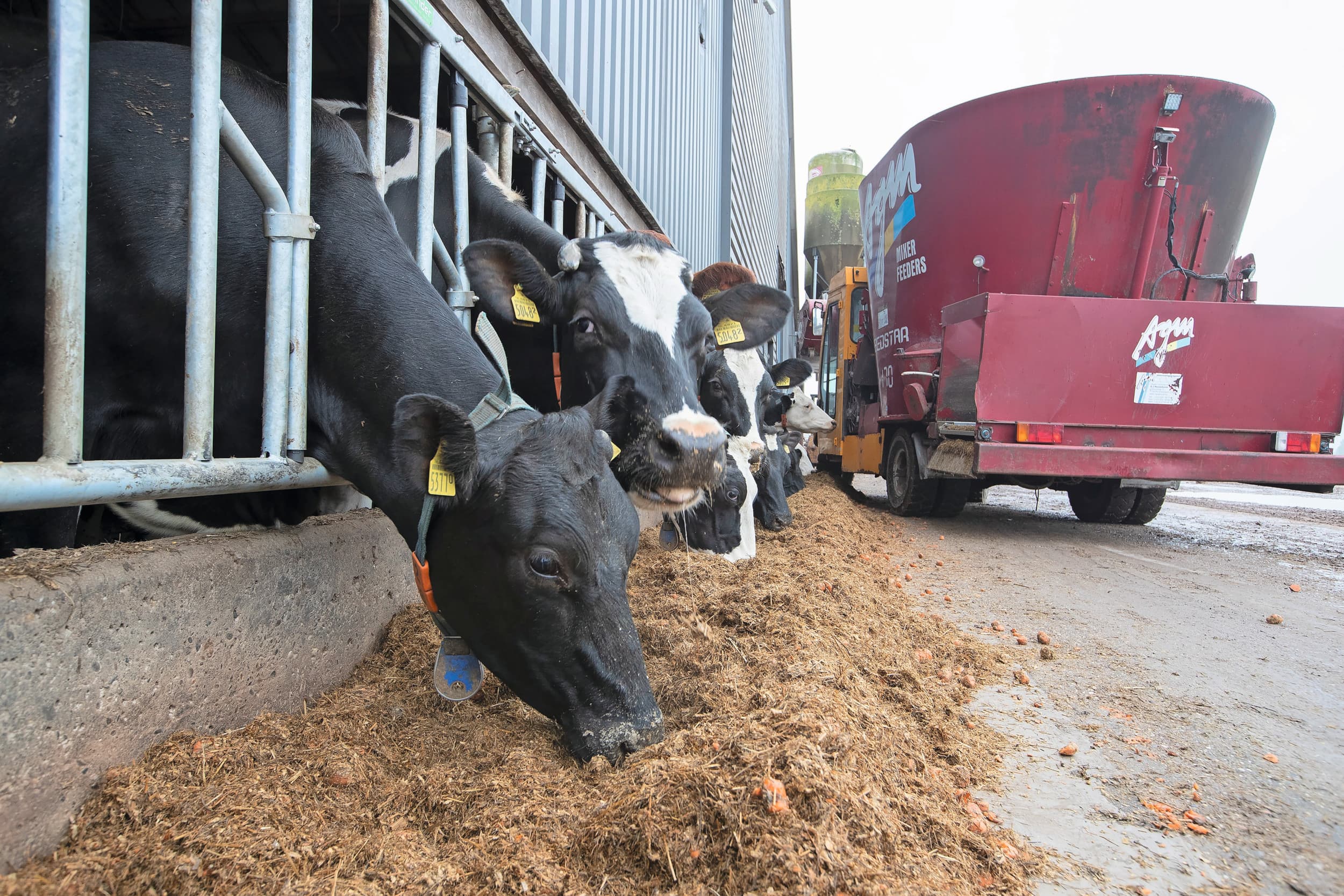 Veel melkveehouders voeren één of meerdere vochtrijke bijproducten; de mogelijkheden hangen vooral af van de omvang en het voersysteem. Zeker bij lagere prijzen kan het aandeel bijproducten omhoog. Foto: Hans Banus