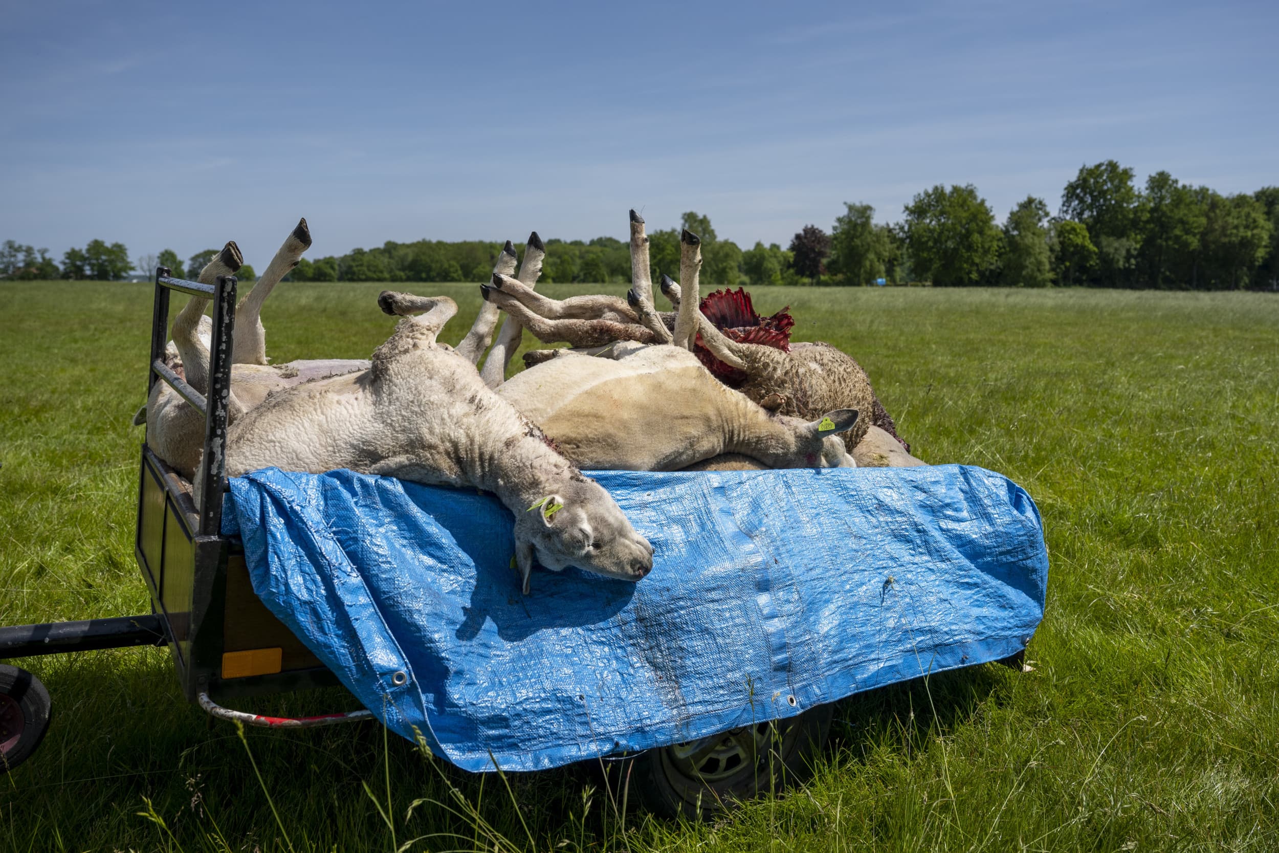  Door wolven gedode schapen in een weiland bij Appelscha. Foto: ANP