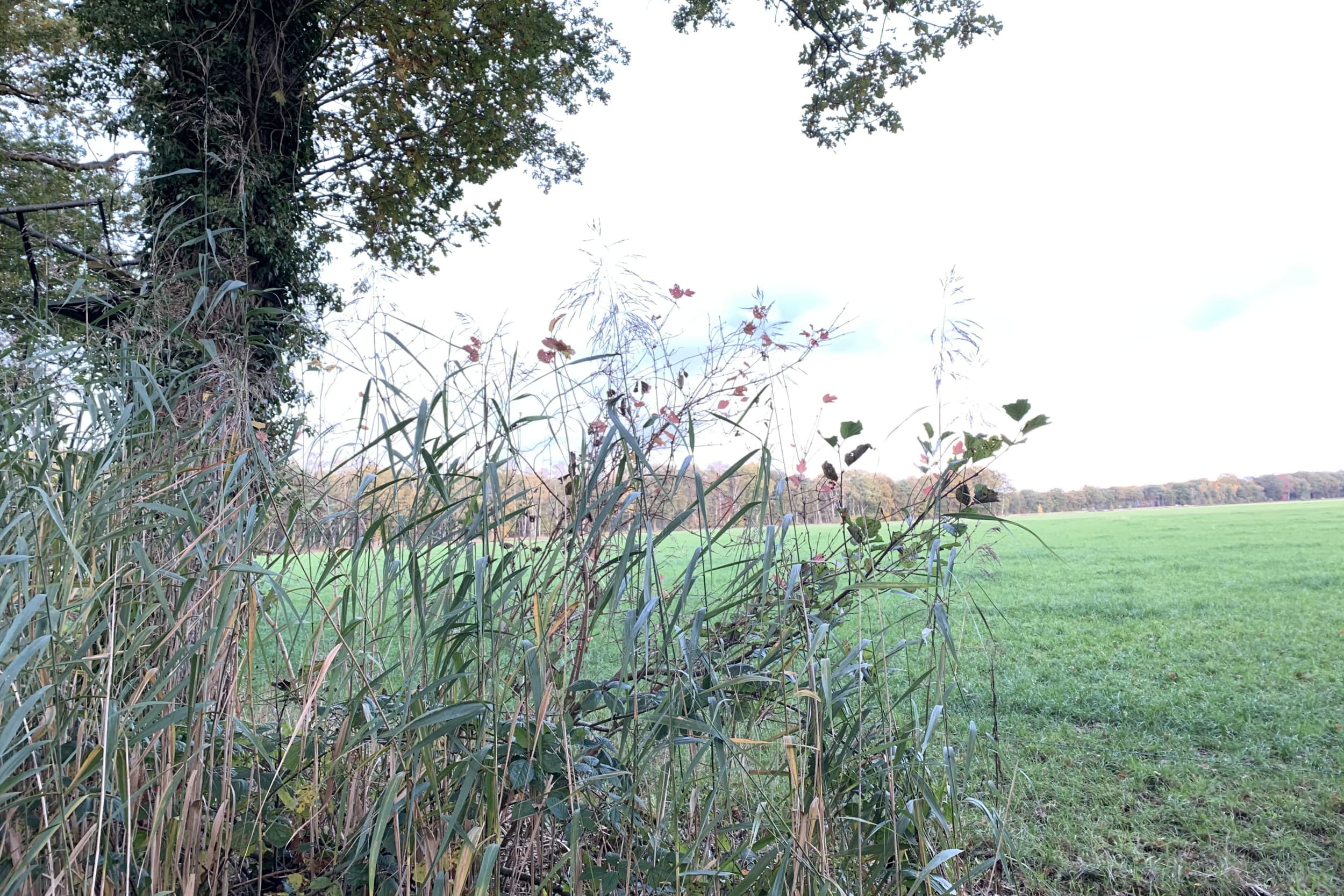 stikstofplannen kabinet