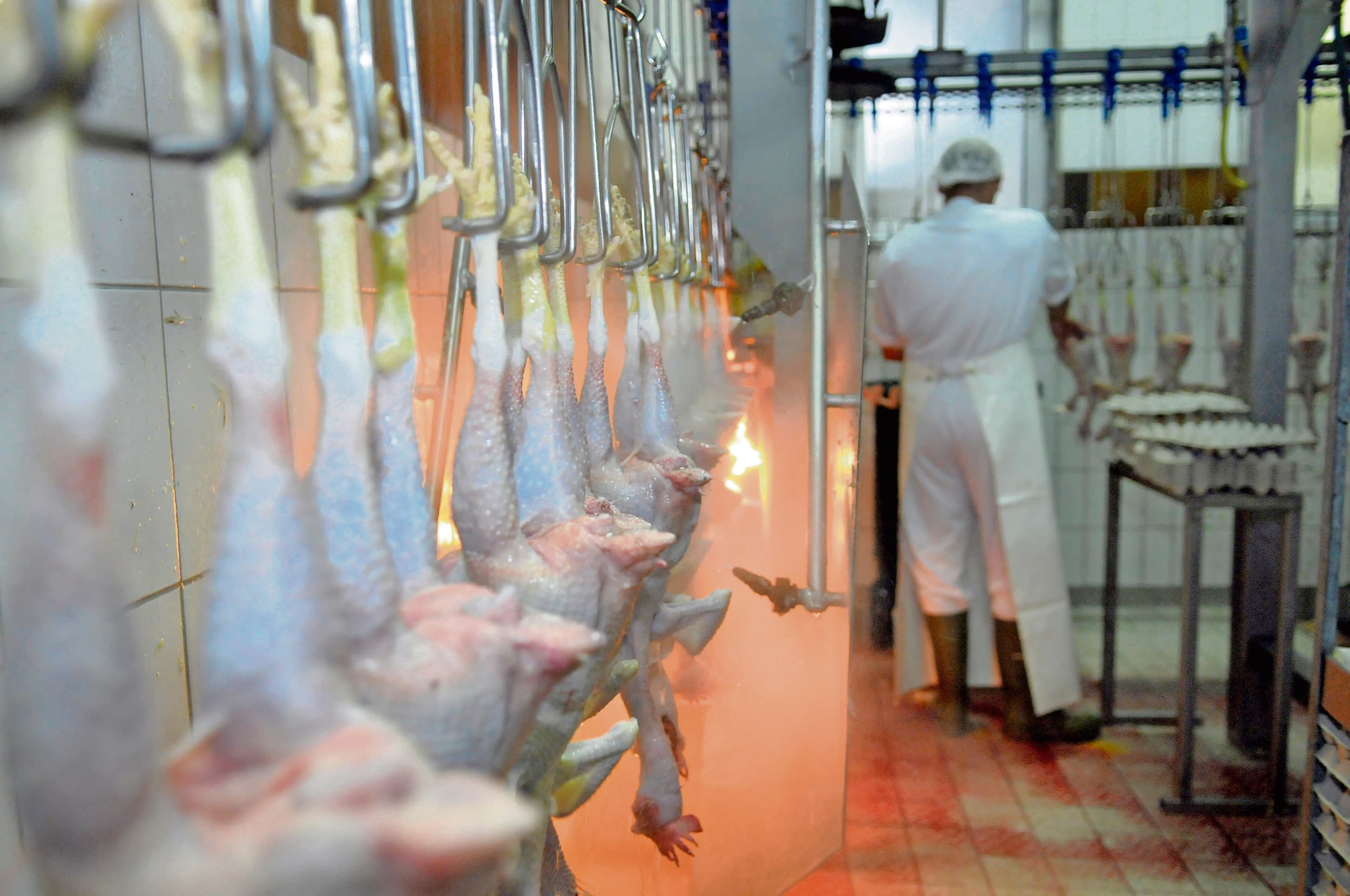 Pluimveeslachterij. Eventueel letsel wordt door dierenartsen aan de slachtlijn vastgesteld, hier is echter niet duidelijk waar dat letsel is ontstaan. Foto: Marten Sandburg