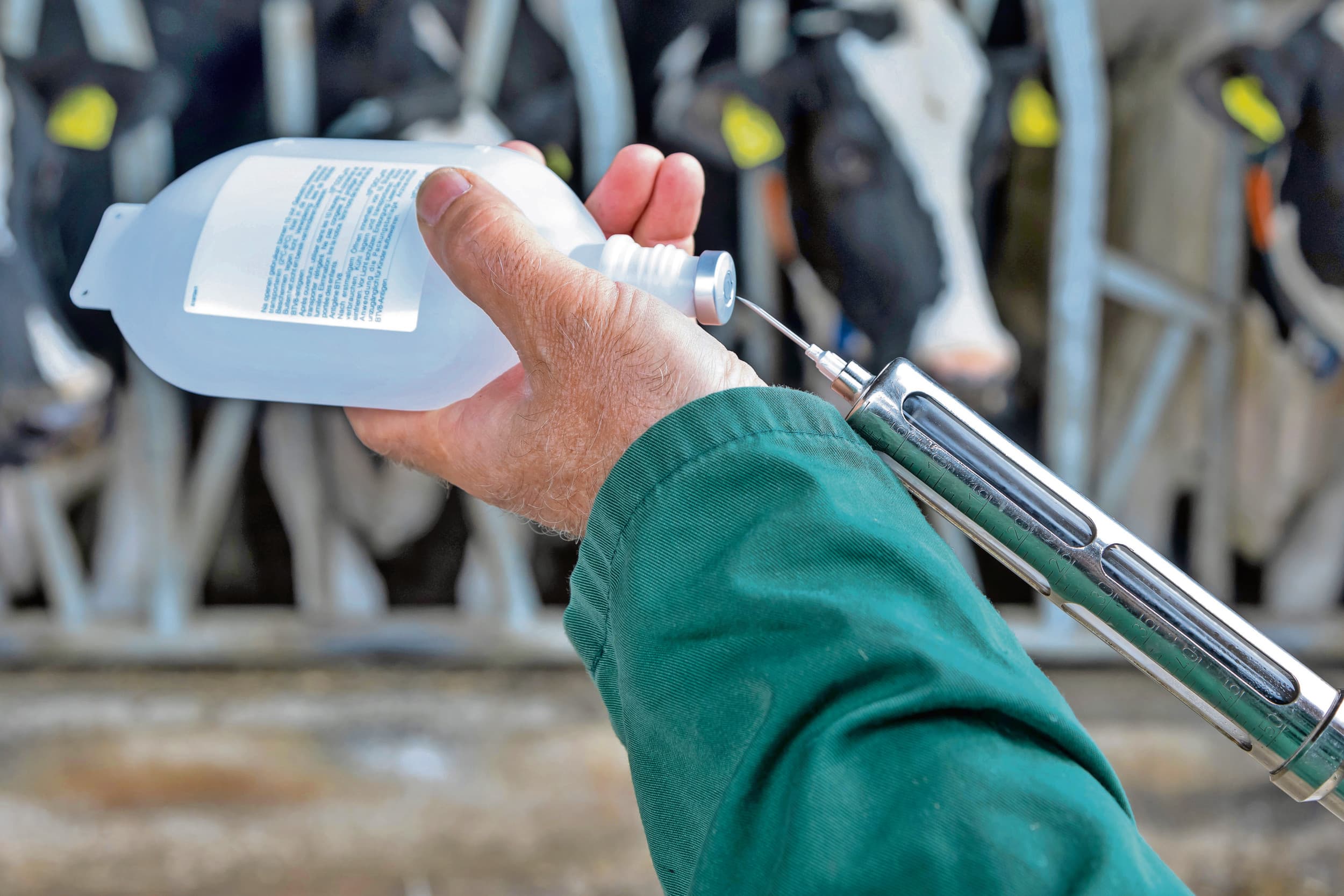 Begin dit jaar werd het vaccin tegen EHD-8 goedgekeurd voor gebruik. Foto: Joris Telders