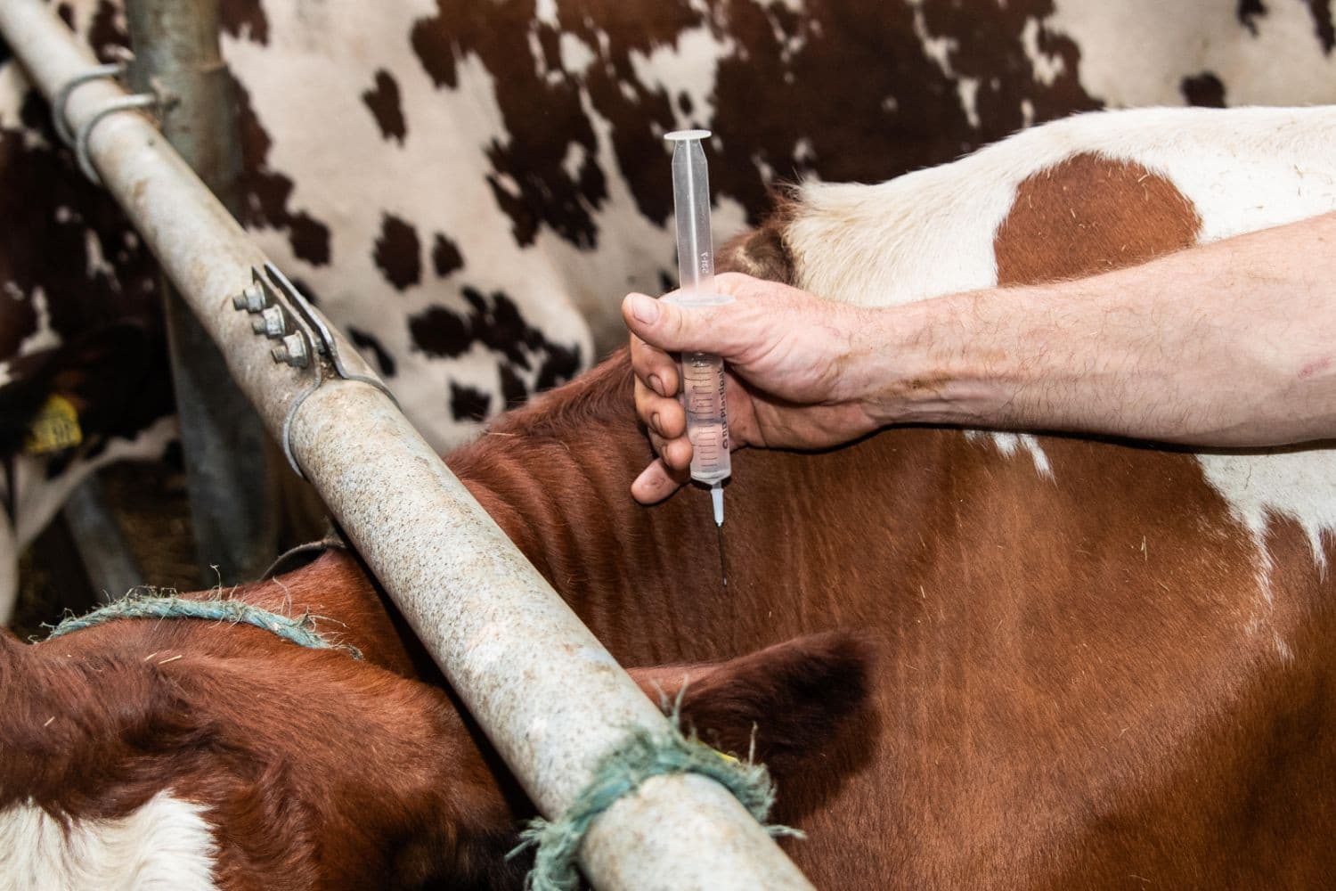 Bultavo biedt onder praktijkomstandigheden betere bescherming tegen BTV3 dan Bluevac en Syvazul, blijkt uit onderzoek van de Universiteit Utrecht bij acht rundveepraktijken. Foto: Ronald Hissink