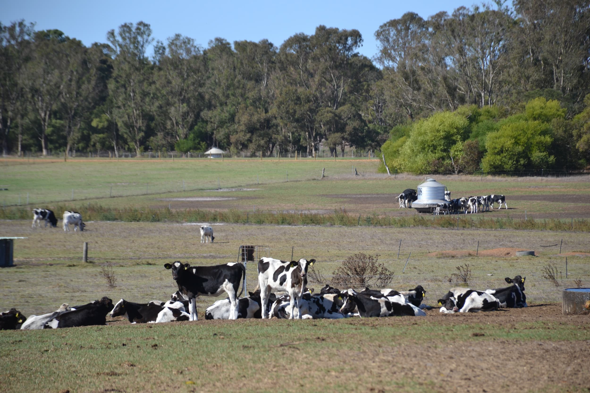 Melkveebedrijf in Australië, foto uit 2024. Foto: Misset