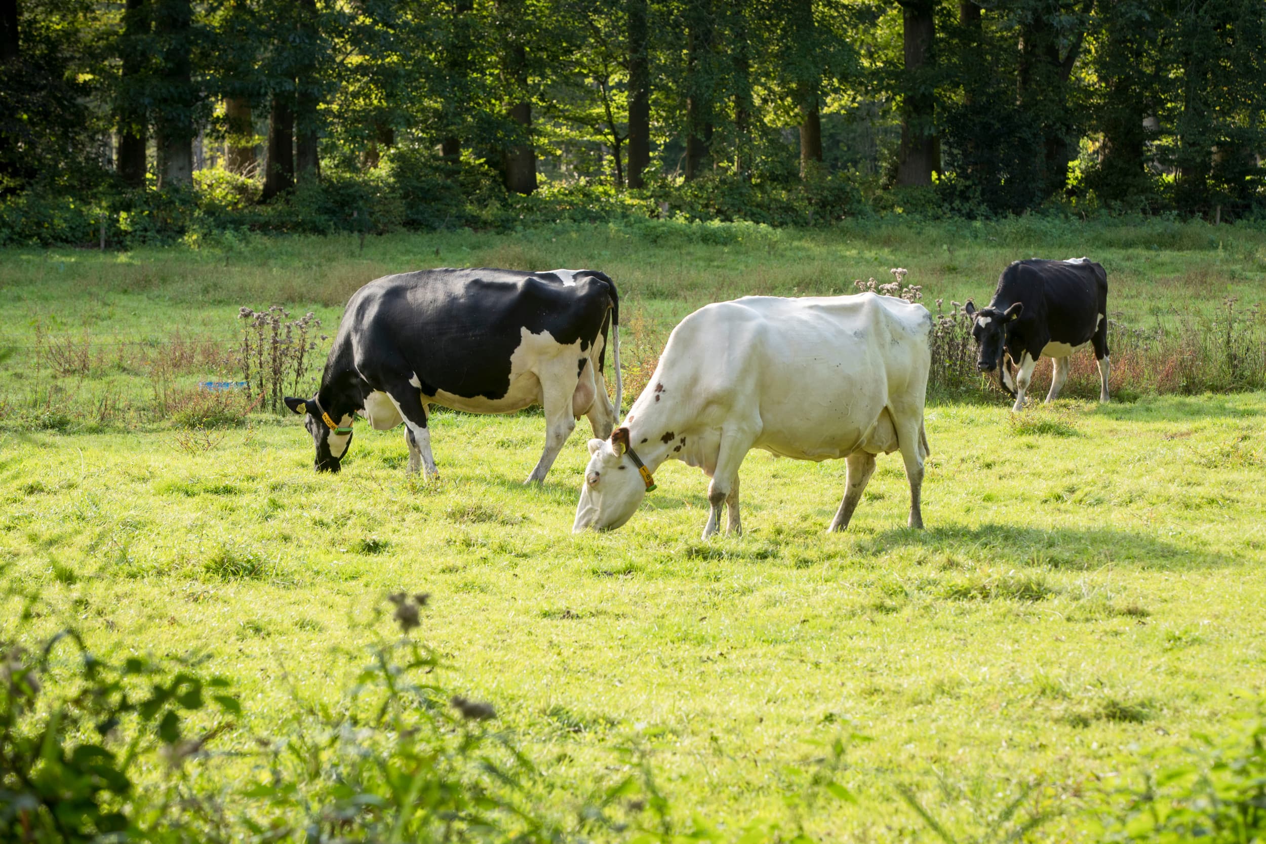 Foto: Koos Groenewold