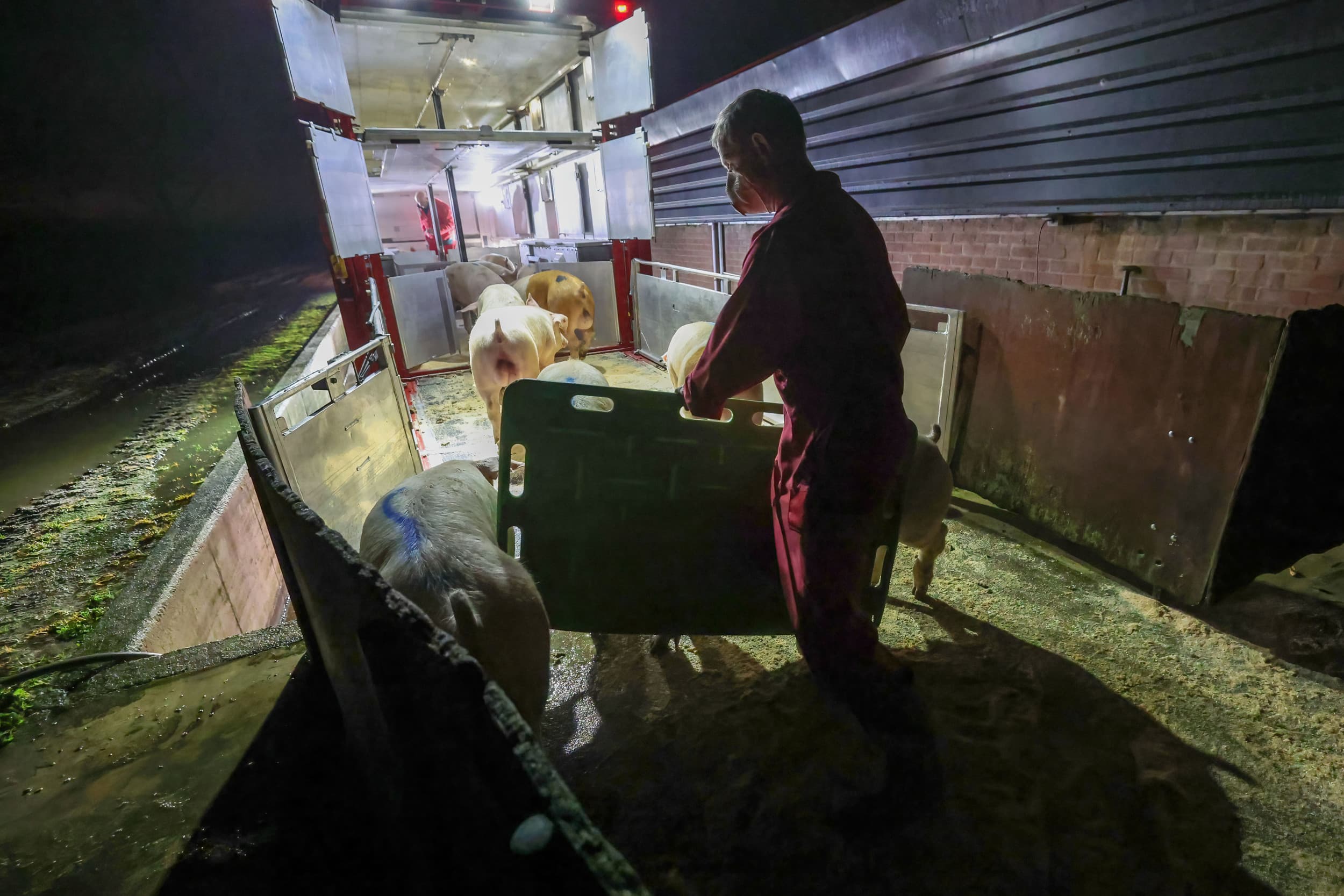 Duitsland slacht evenveel varkens als vorig jaar, maar importeert bijna 30% minder, vooral uit Nederland. Foto: Bert Jansen