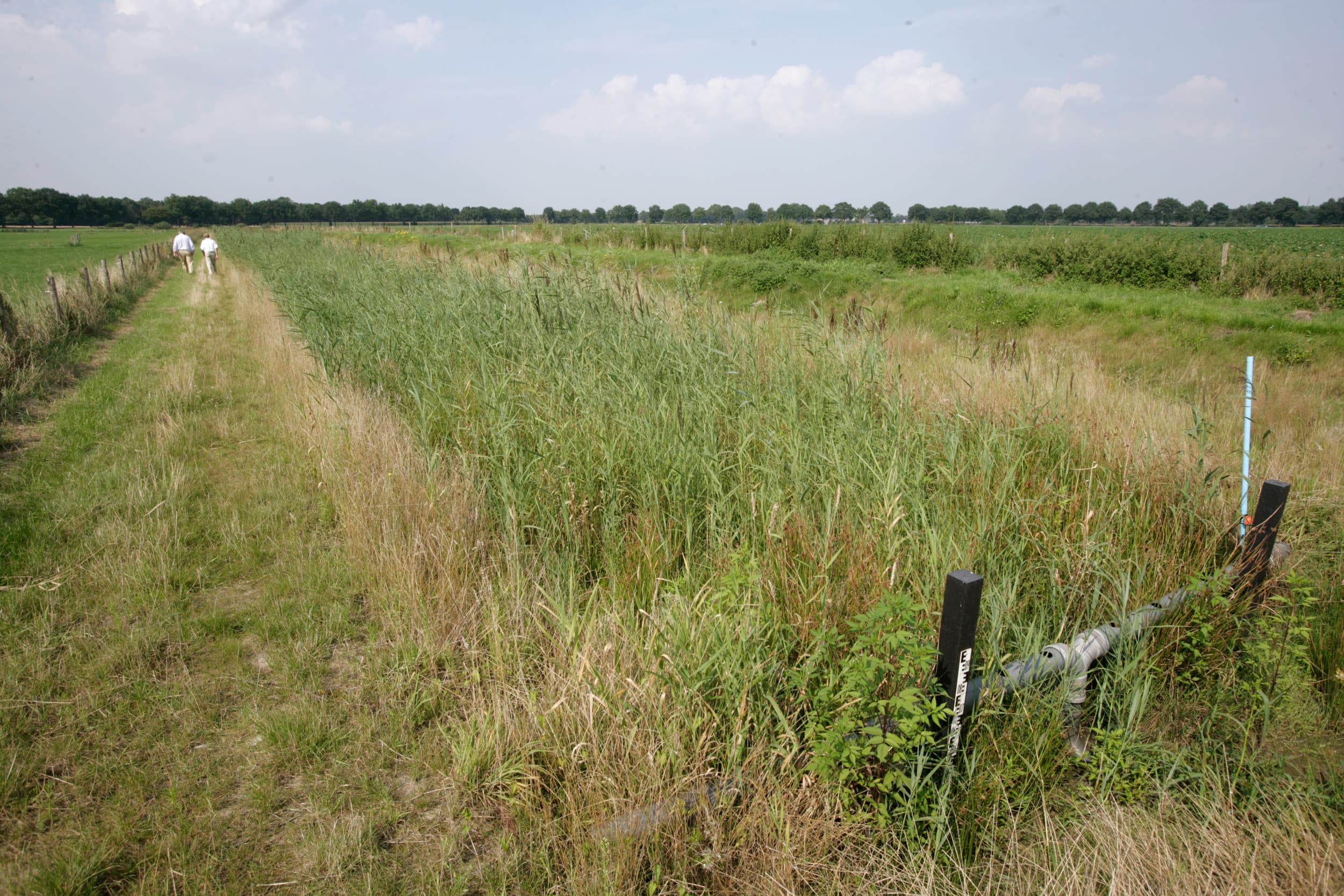 De Peel in Limburg. Foto: Michel Zoeter