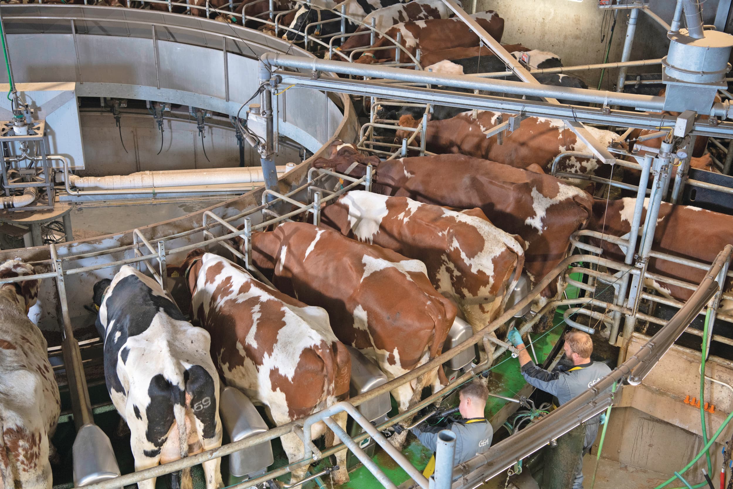 In Noordwest-Europa blijft de melkaanvoer achter op vorig jaar. Naast de krimp van de veestapel heeft blauwtong een sterk drukkend effect op de productie. In Polen, Italië. maar ook in het Verenigd Koninkrijk wordt juist flink meer melk geleverd, dat het tekort goed maakt. Foto: Mark Pasveer