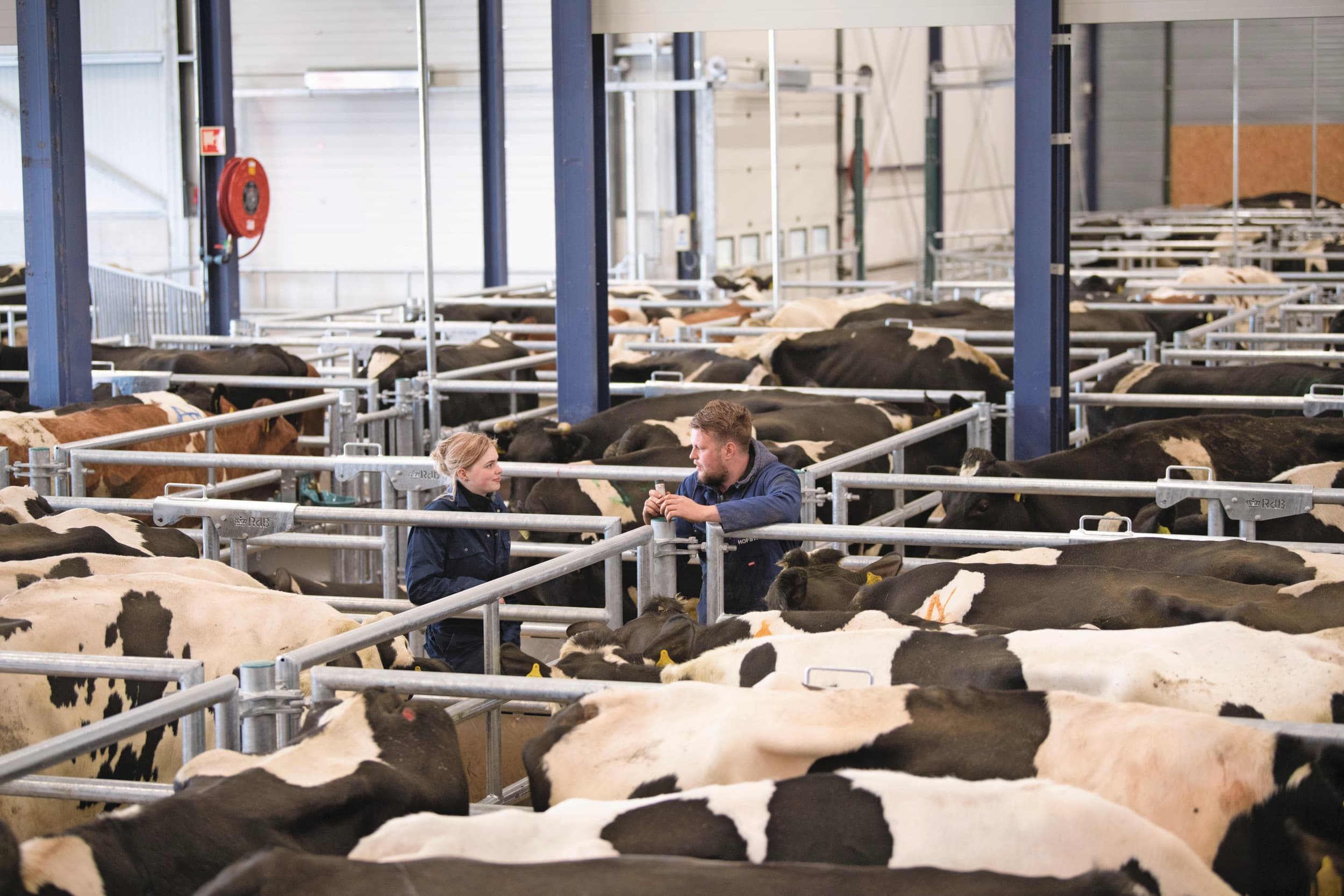 Het aanbod van slachtkoeien is terughoudend, maar het is de vraag of in de komende weken nog veel meer wordt betaald voor de dieren. Foto: Mark Pasveer.