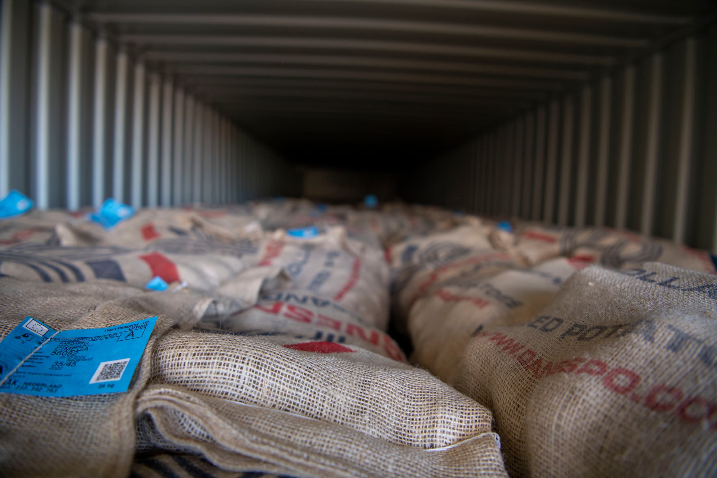 Pootgoed voor export. Foto: Mark Pasveer