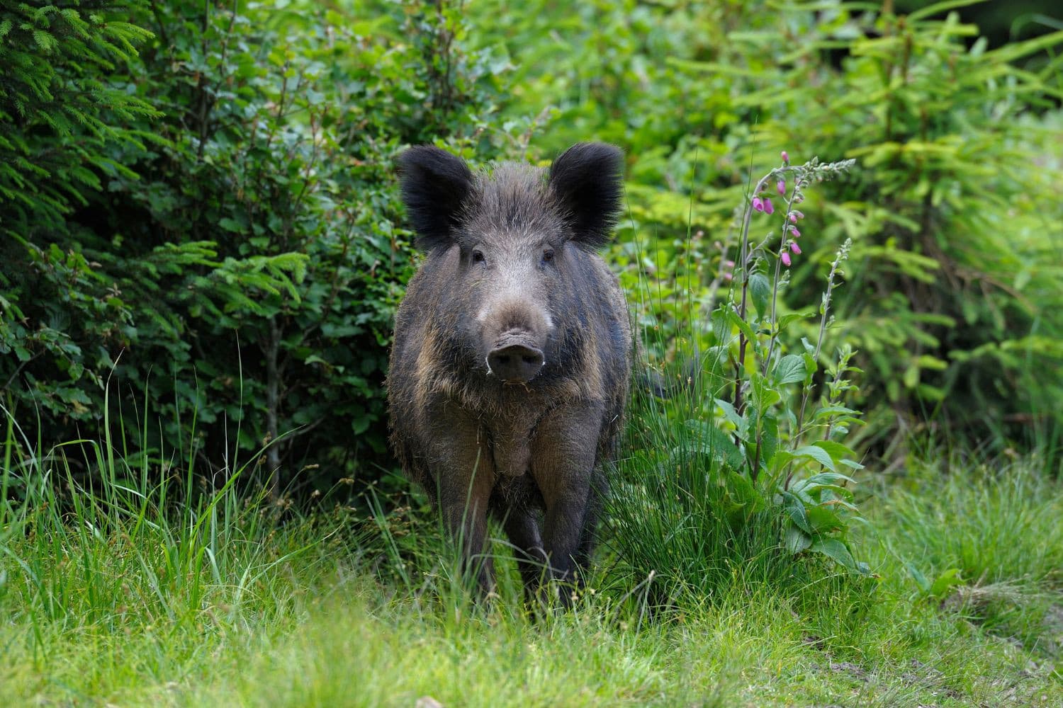 Staatssecretaris Rummenie overlegt met provincies over een mogelijk tijdelijk jachtverbod op prooidieren van de wolf om het aantal incidenten met wolven te beperken. Foto: Canva/Anagramm