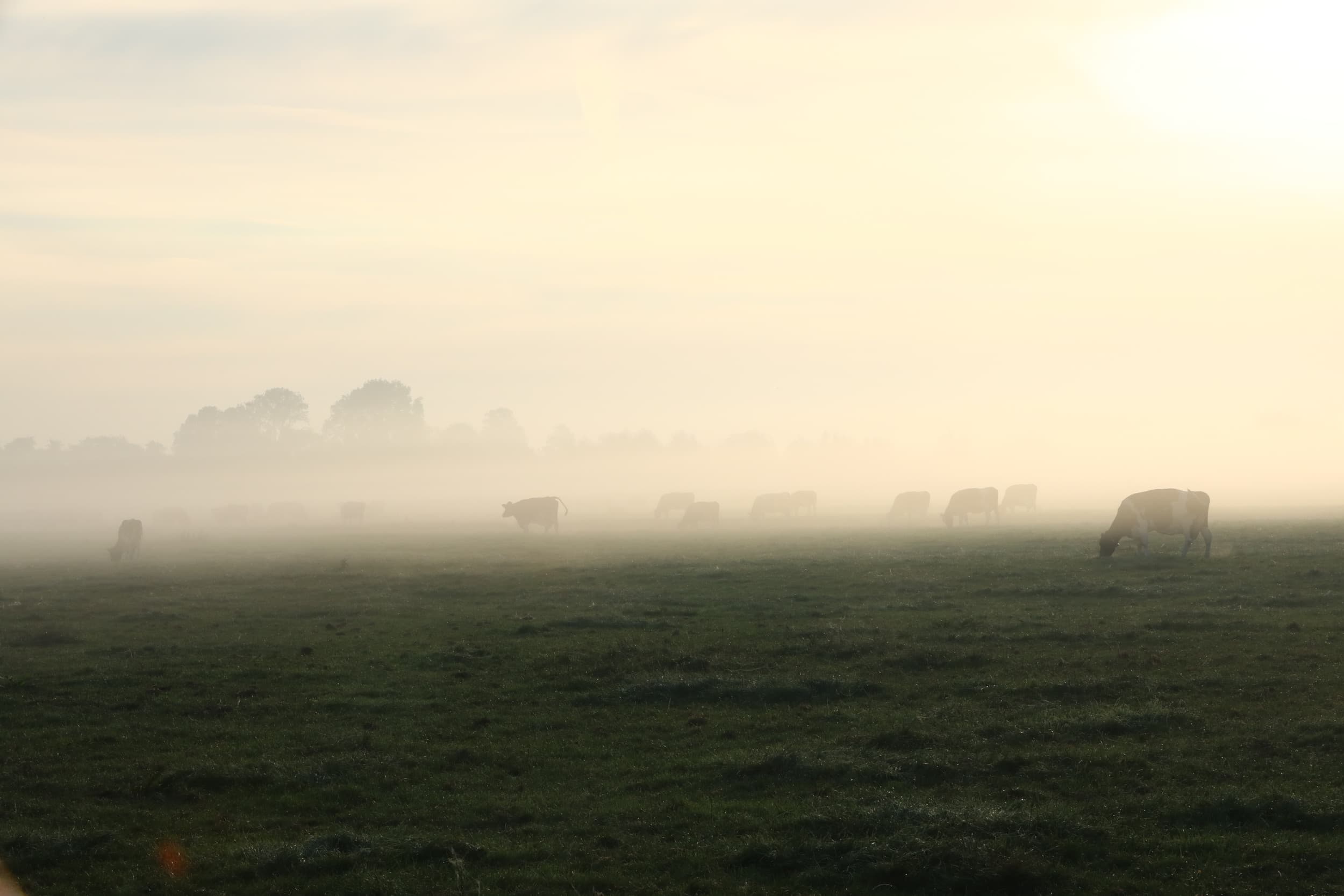 stikstofspook veehouderij
