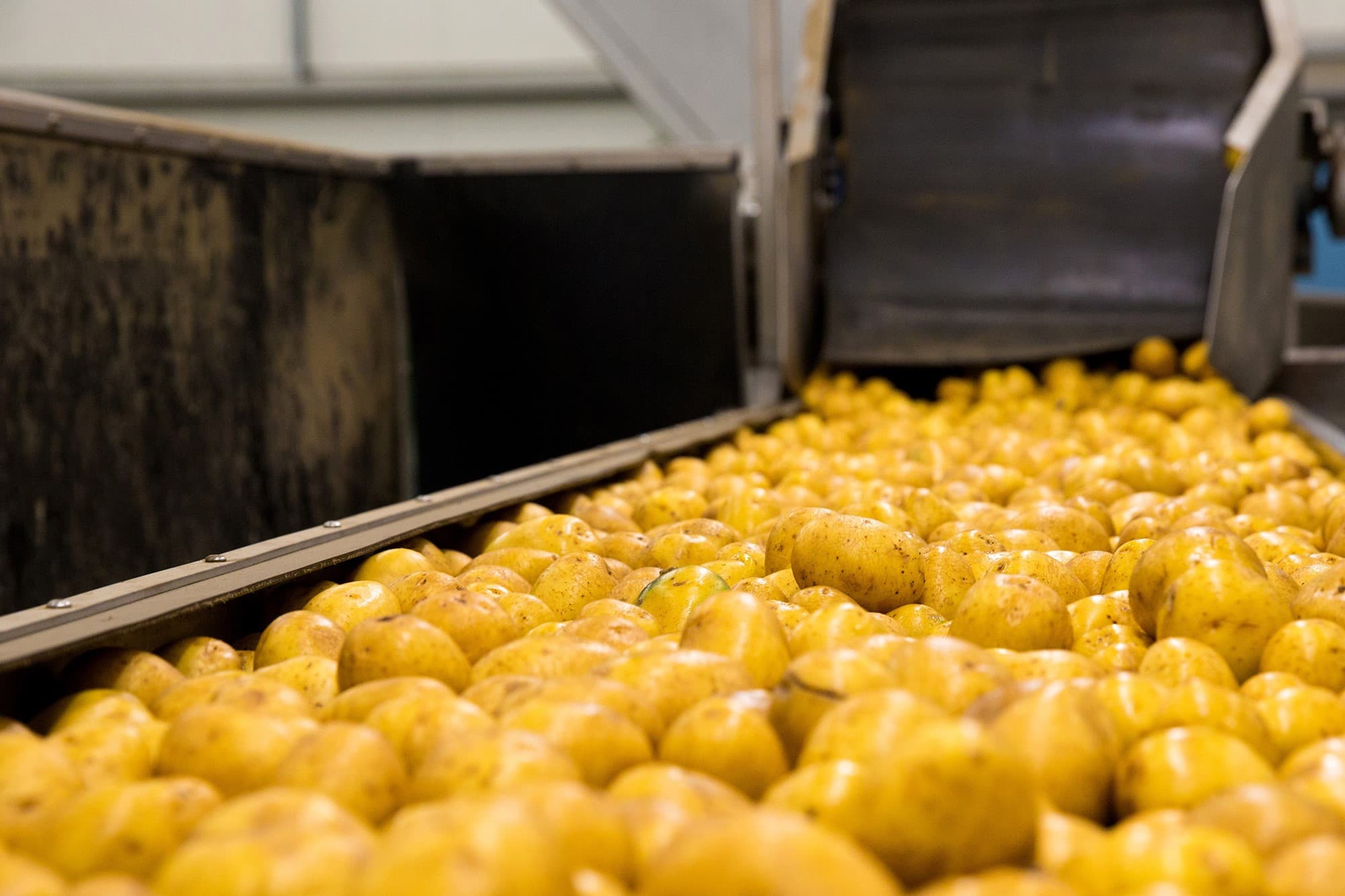 De fritesfabrieken verwerkten in maart meer aardappelen dan in voorgaande maanden, vooral van Nederlandse herkomst. Foto: Vereniging voor Aardappelverwerkende Industrie (Vavi)